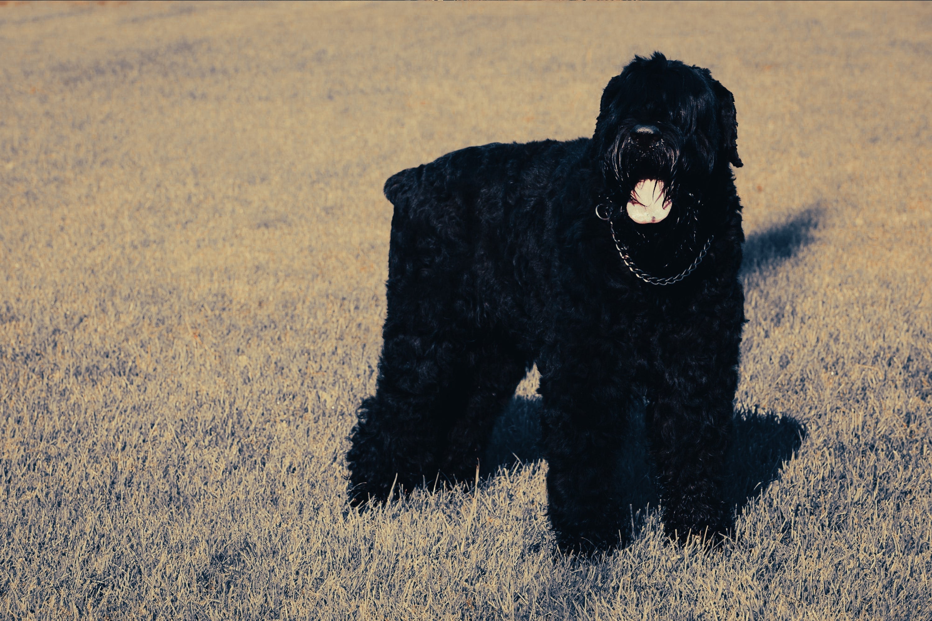 Black Russian Terrier: Breed Guide — Temperament, Care & Fun Facts