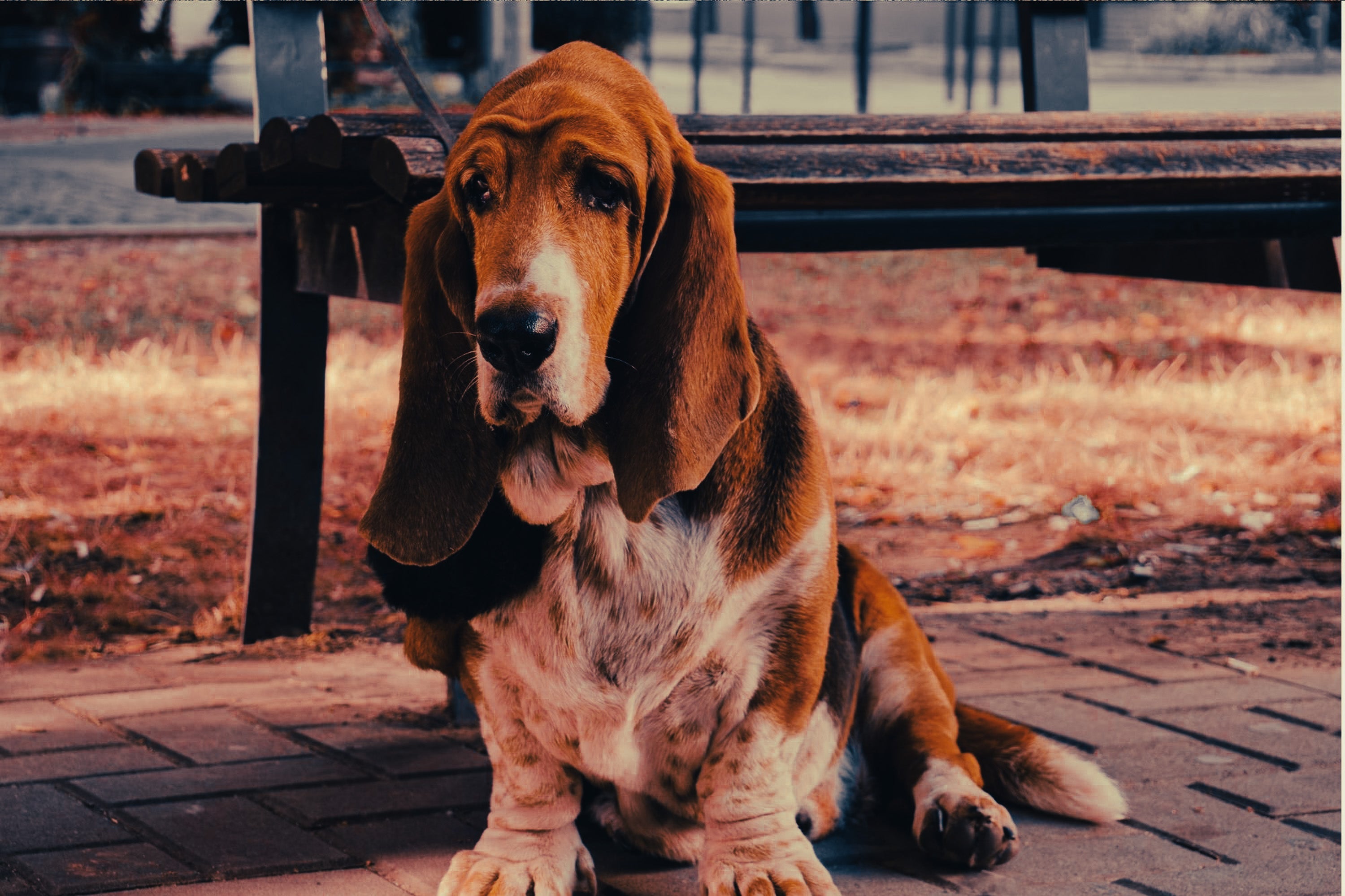 Bloodhound: Breed Guide — Temperament, Care & Fun Facts