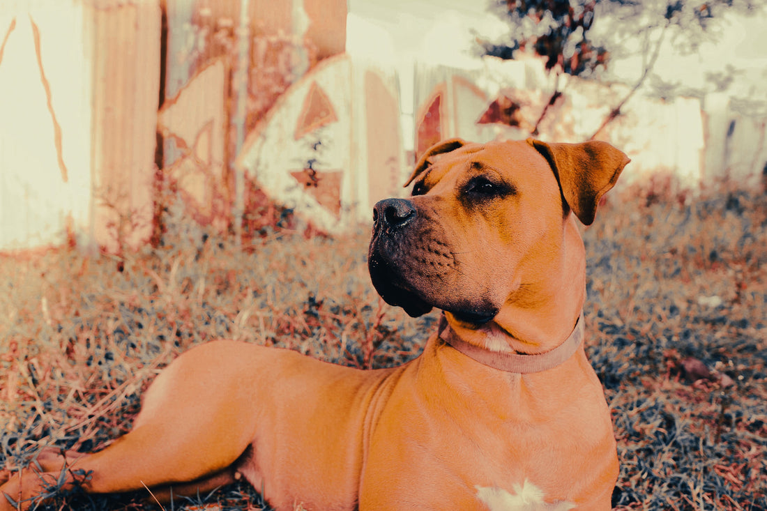 Boerboel: Breed Guide — Temperament, Care & Fun Facts