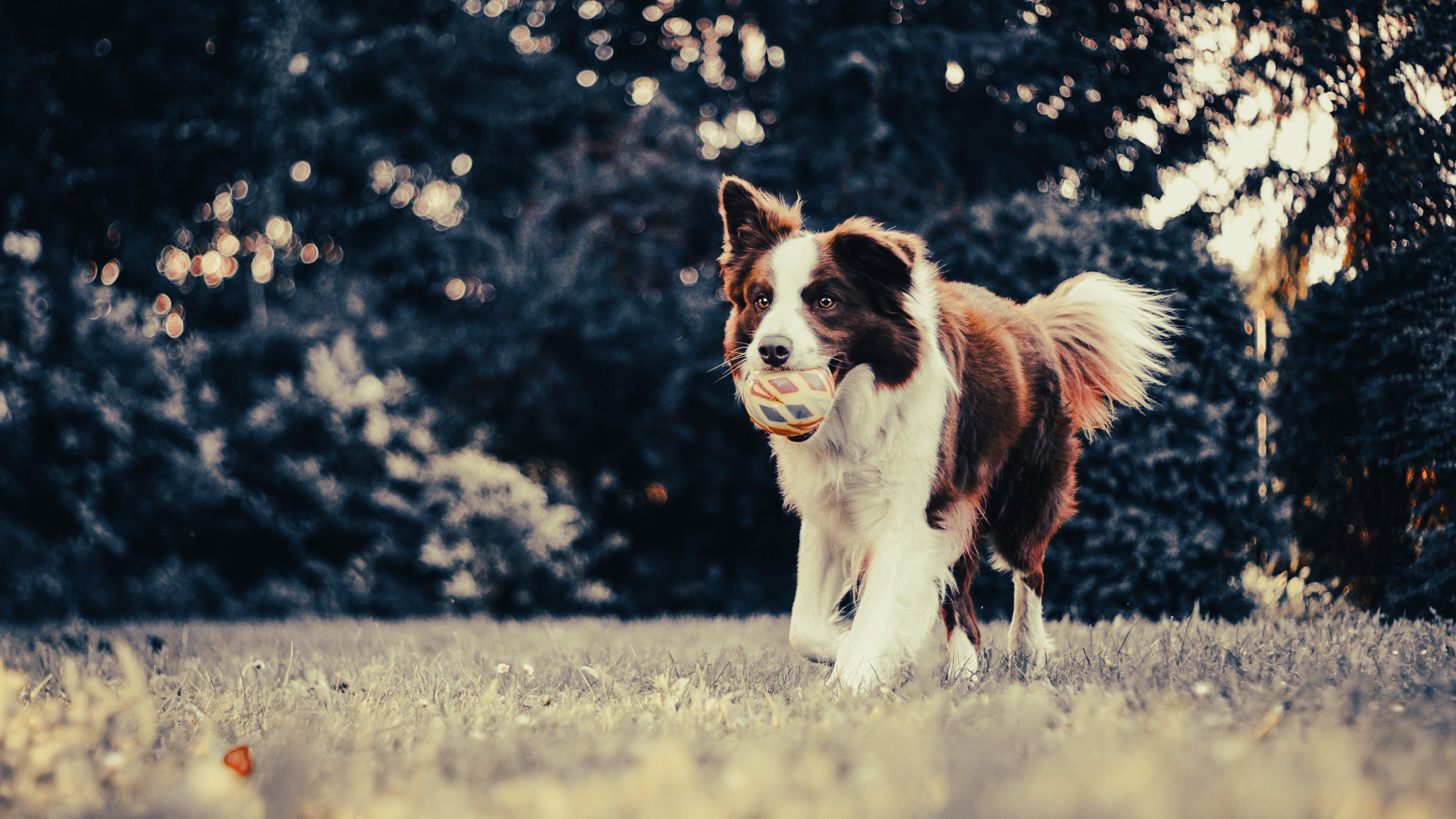 Border Collie: Breed Guide — Temperament, Care & Fun Facts