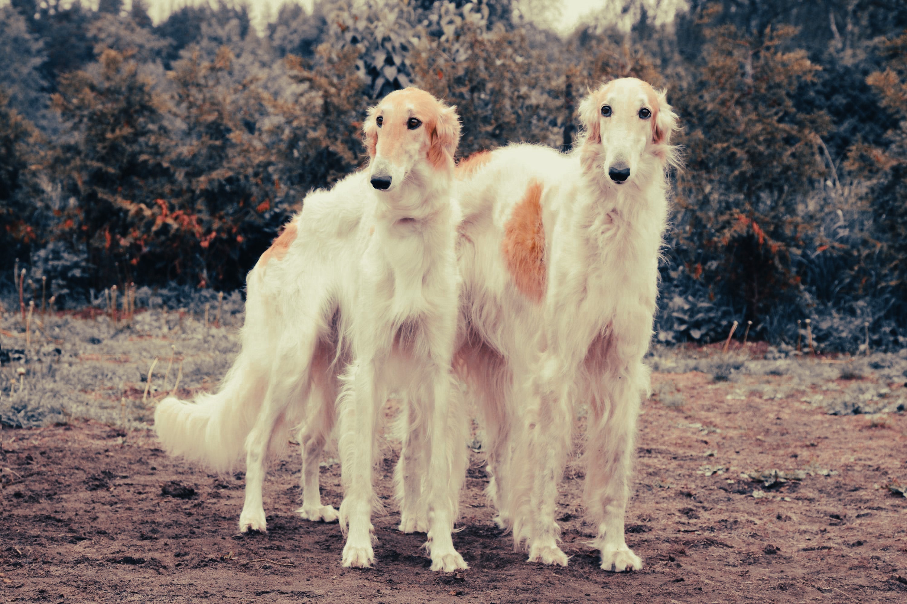 Borzoi: Breed Guide — Temperament, Care & Fun Facts
