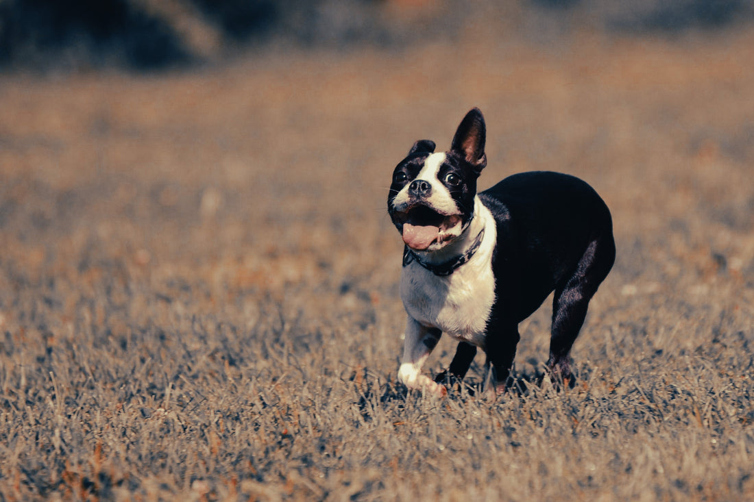 Boston Terrier: Breed Guide — Temperament, Care & Fun Facts