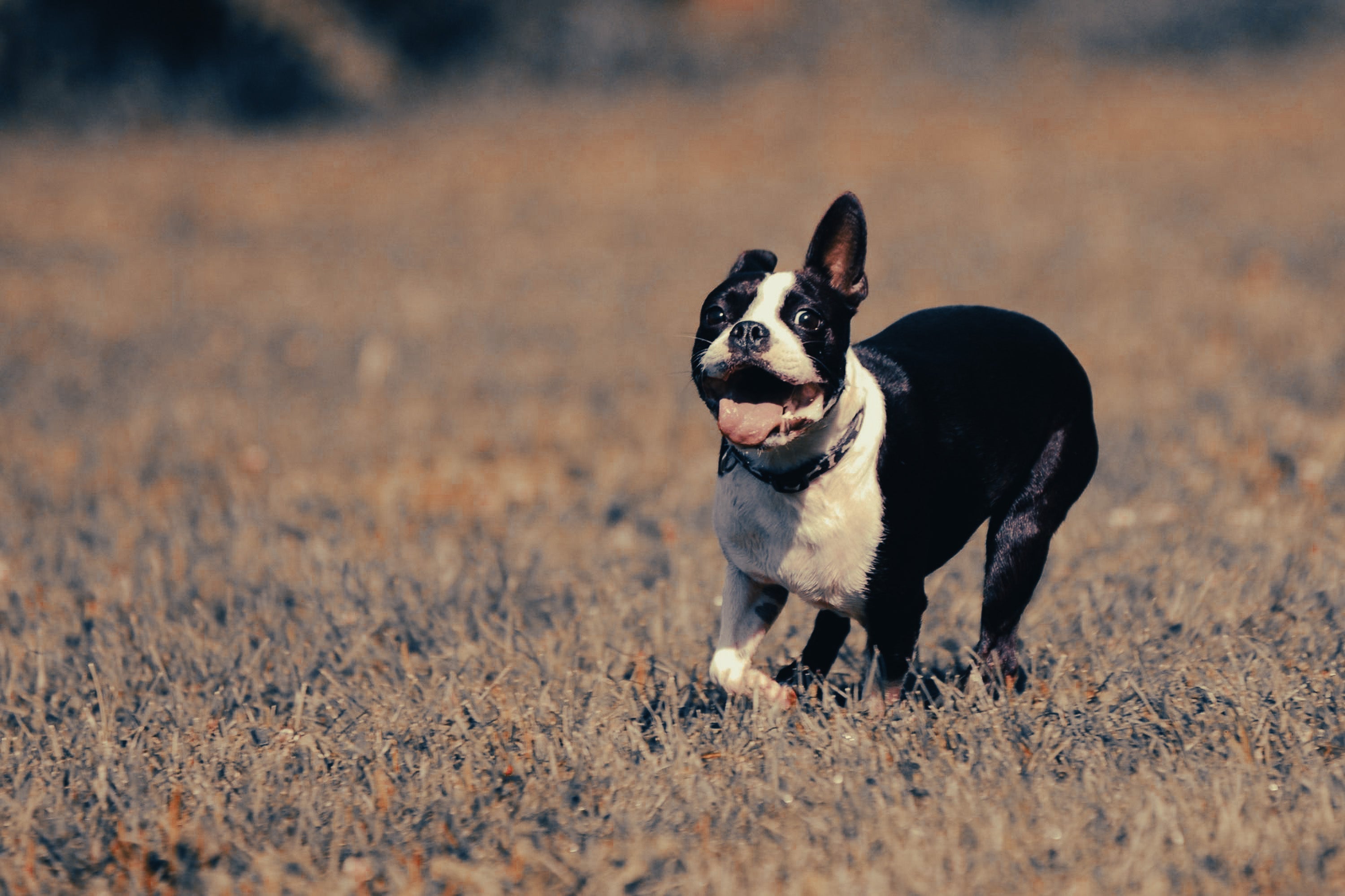 Boston Terrier: Breed Guide — Temperament, Care & Fun Facts