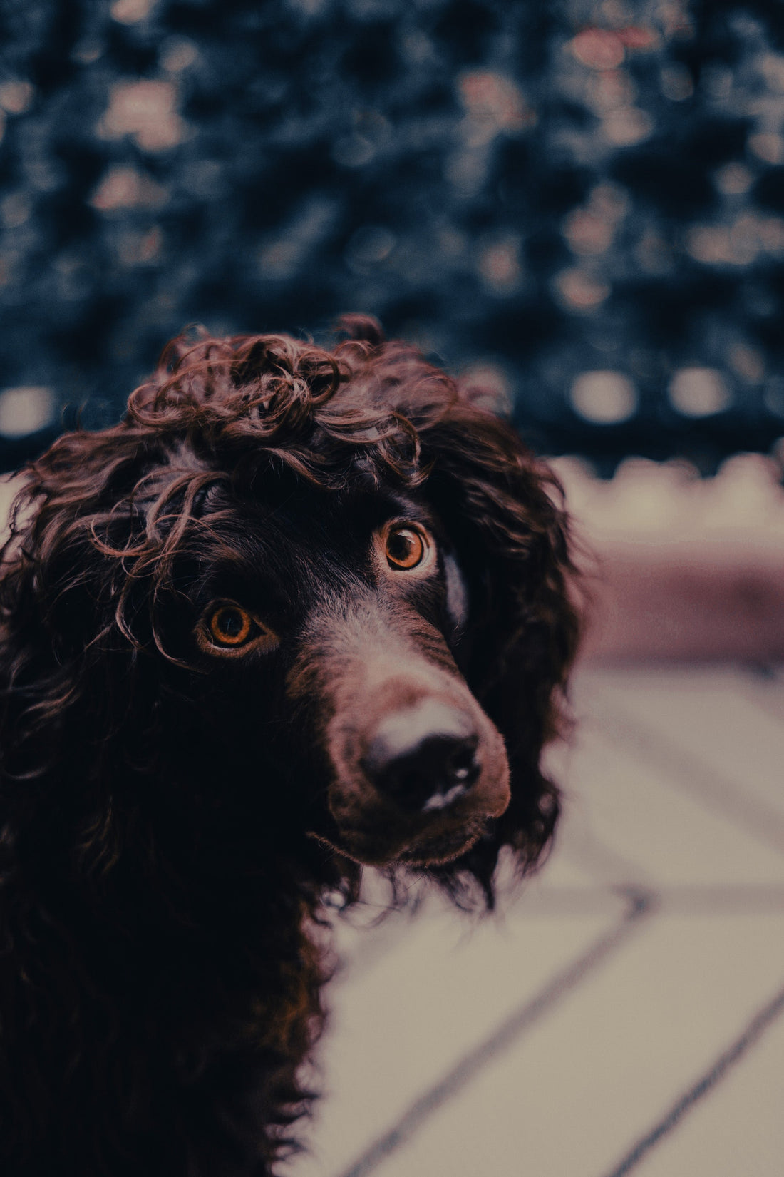 Boykin Spaniel: Breed Guide — Temperament, Care & Fun Facts