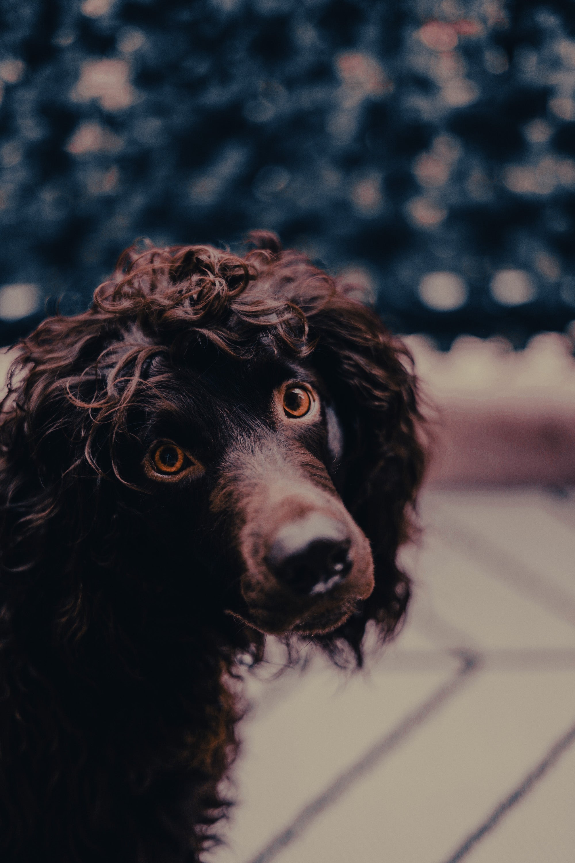 Boykin Spaniel: Breed Guide — Temperament, Care & Fun Facts