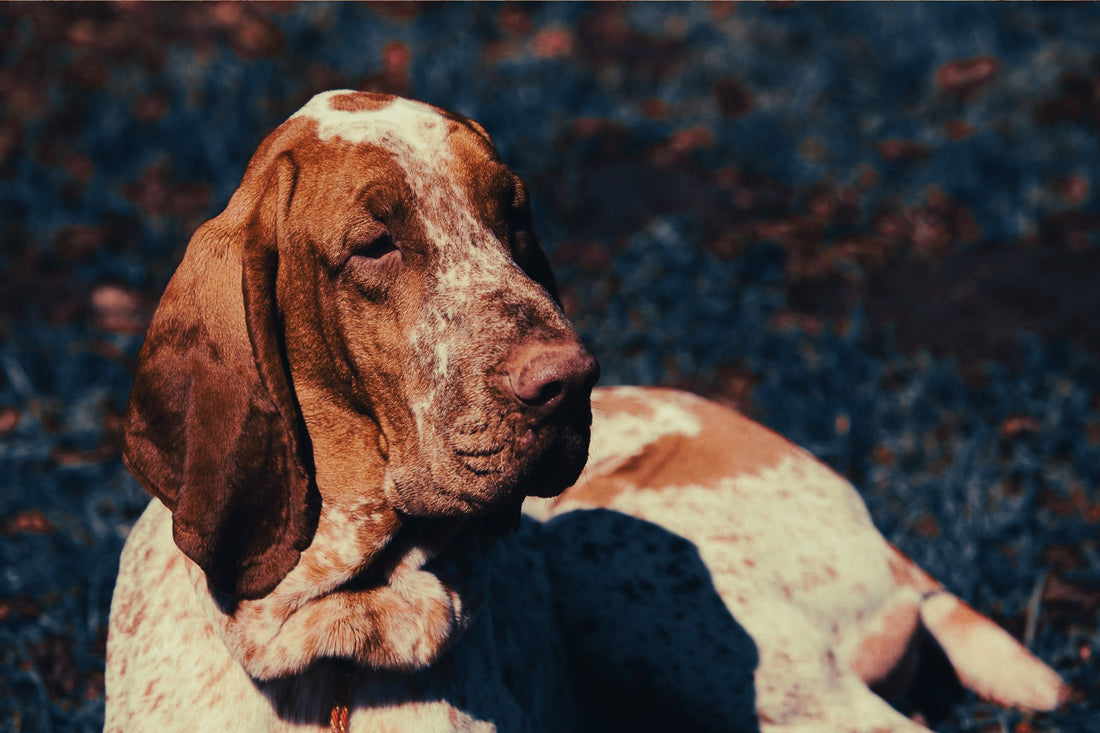 Bracco Italiano: Breed Guide — Temperament, Care & Fun Facts