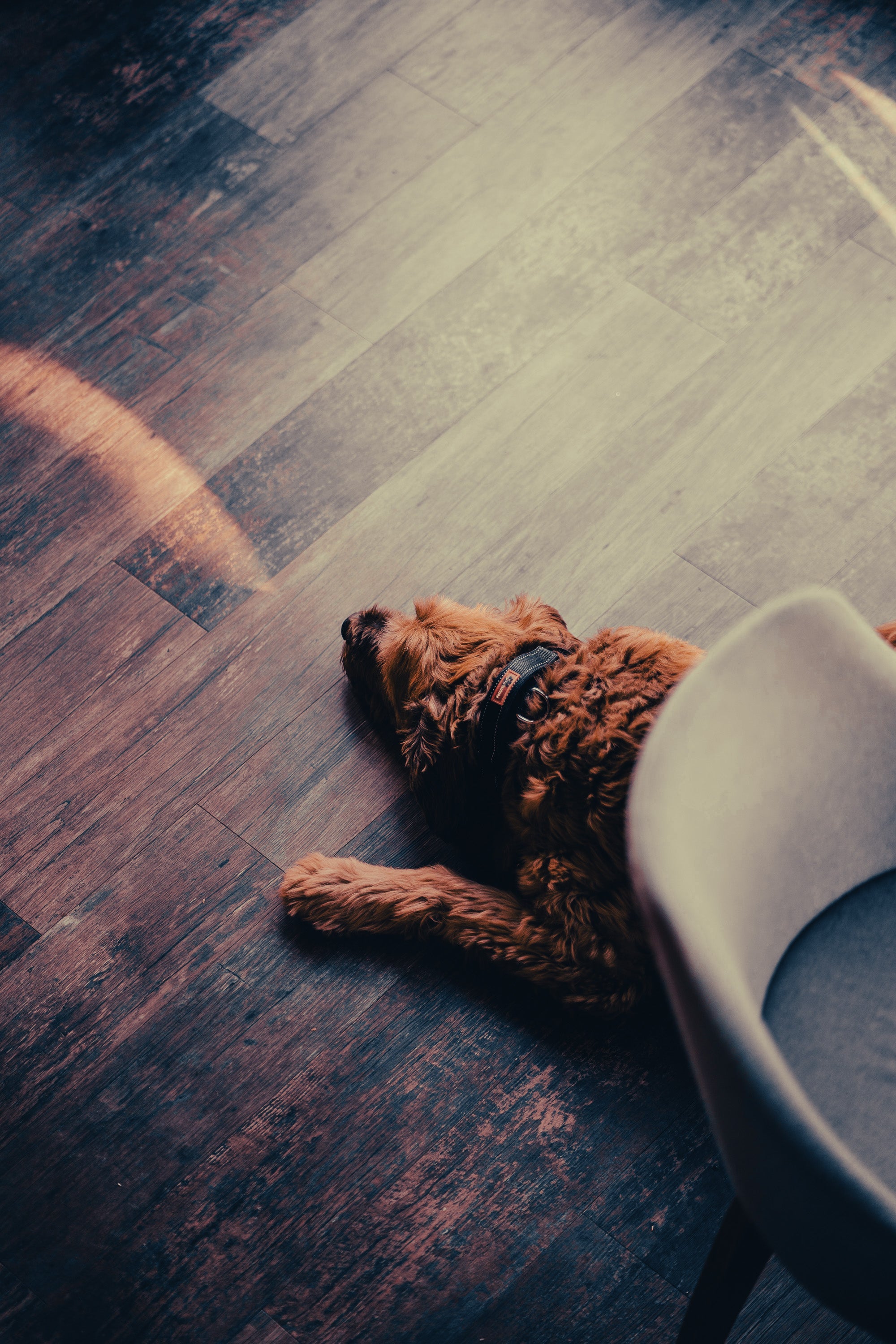 Briard: Breed Guide — Temperament, Care & Fun Facts