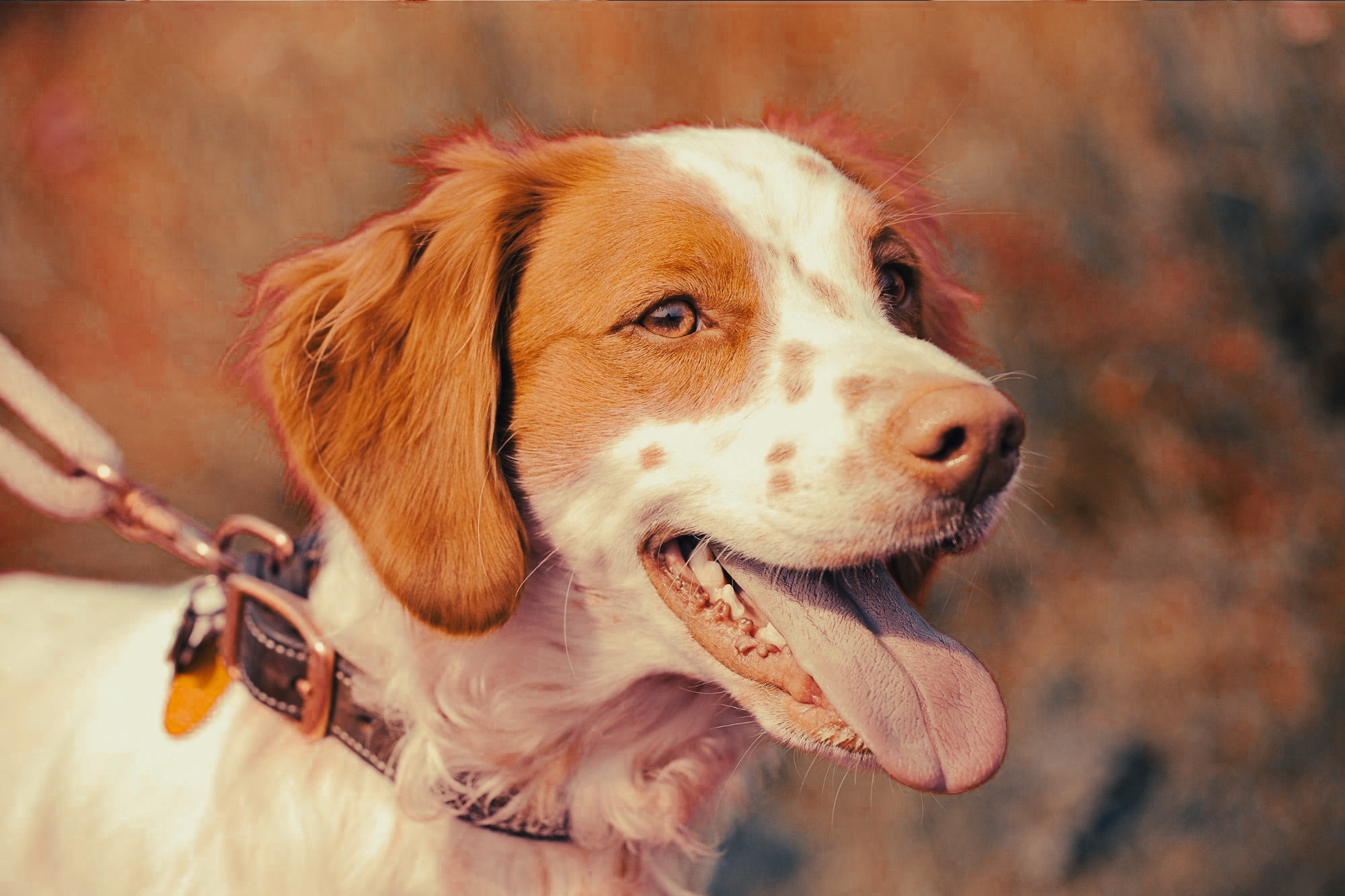 Brittany: Breed Guide — Temperament, Care & Fun Facts