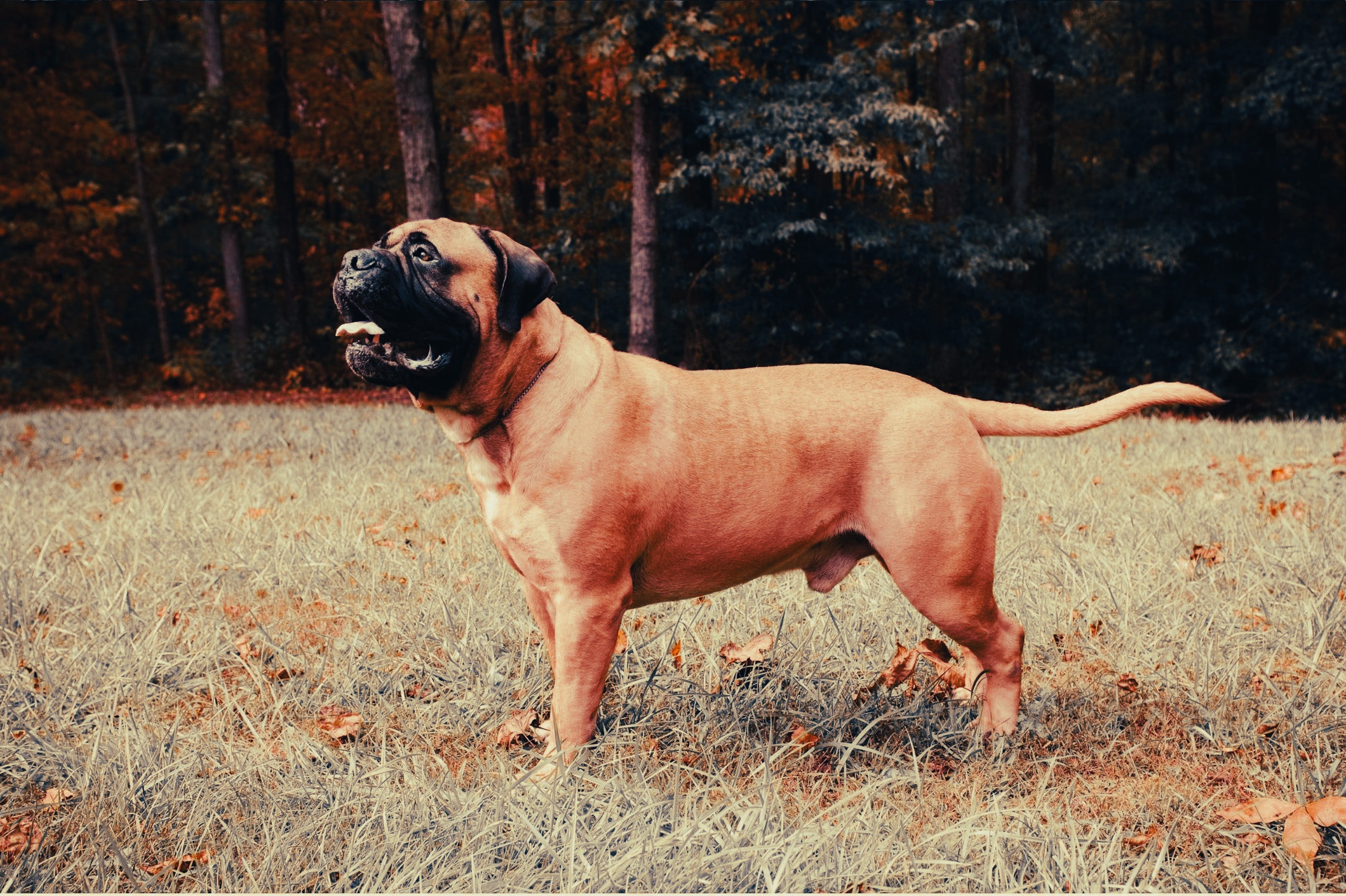 Bullmastiff: Breed Guide — Temperament, Care & Fun Facts
