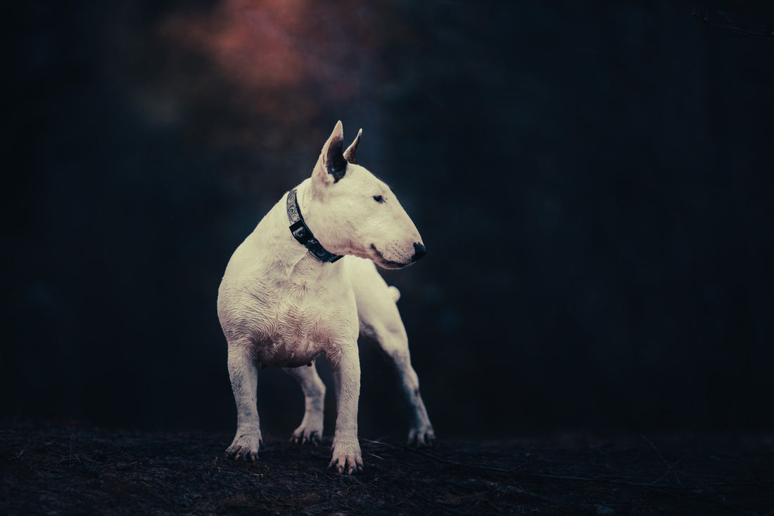 Bull Terrier: Breed Guide — Temperament, Care & Fun Facts