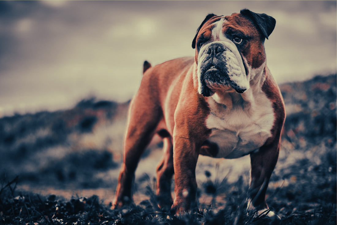 Bulldog: Breed Guide — Temperament, Care & Fun Facts
