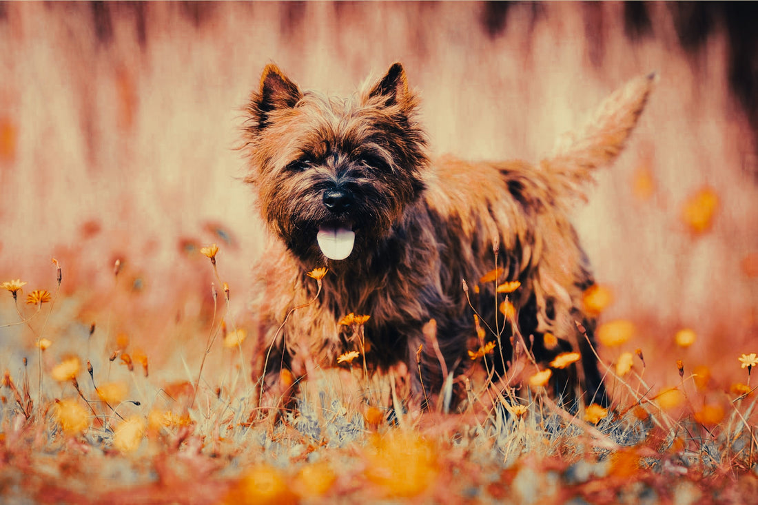 Cairn Terrier: Breed Guide — Temperament, Care & Fun Facts