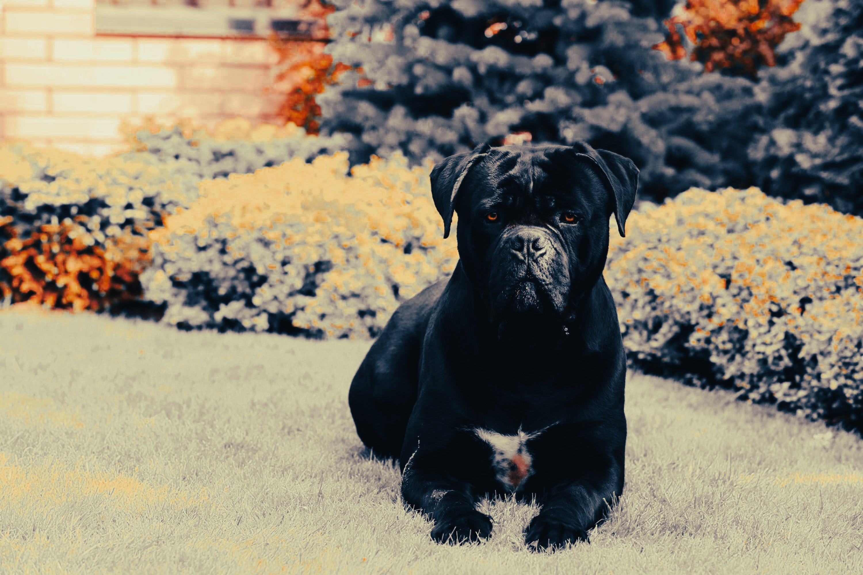 Cane Corso: Breed Guide — Temperament, Care & Fun Facts