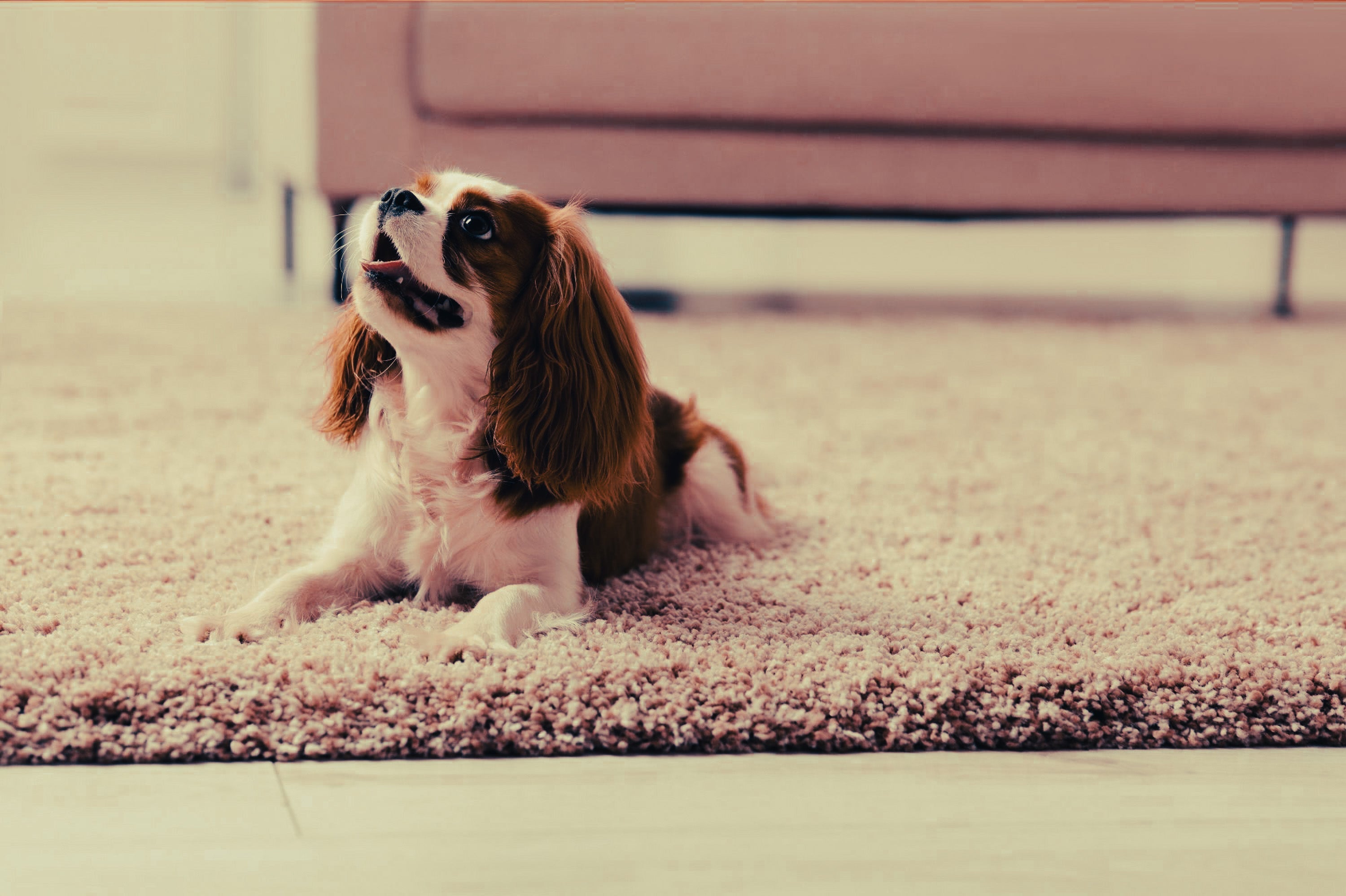Cavalier King Charles Spaniel: Breed Guide — Temperament, Care & Fun Facts