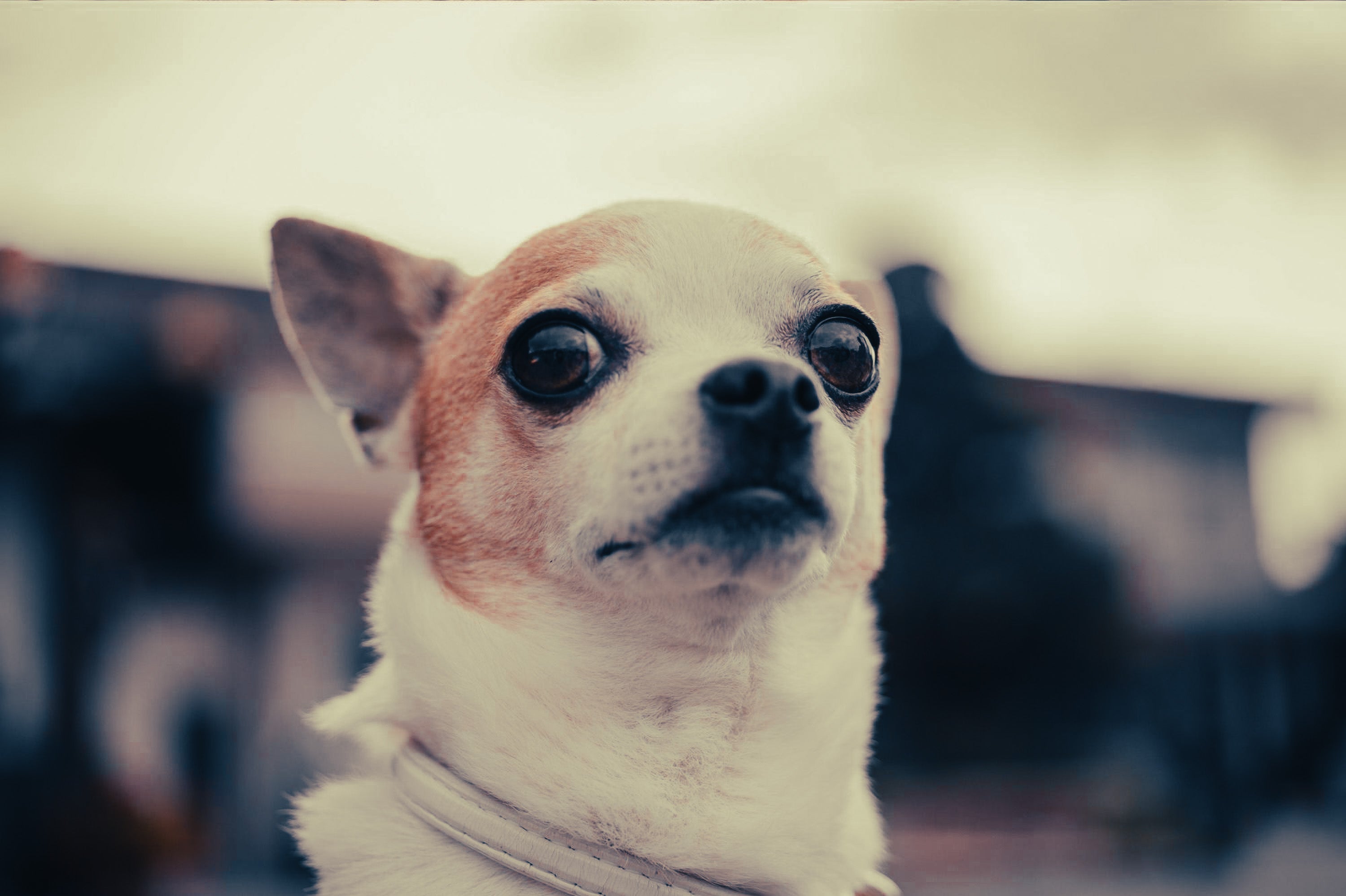 Chihuahua: Breed Guide — Temperament, Care & Fun Facts