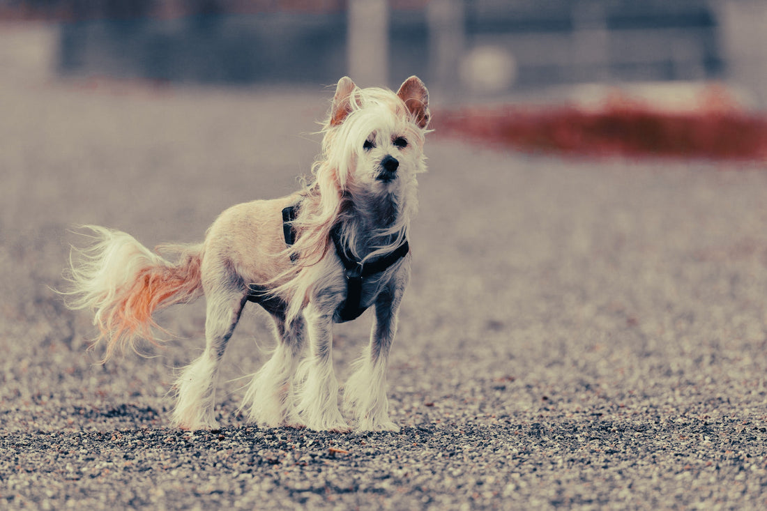 Chinese Crested: Breed Guide — Temperament, Care & Fun Facts