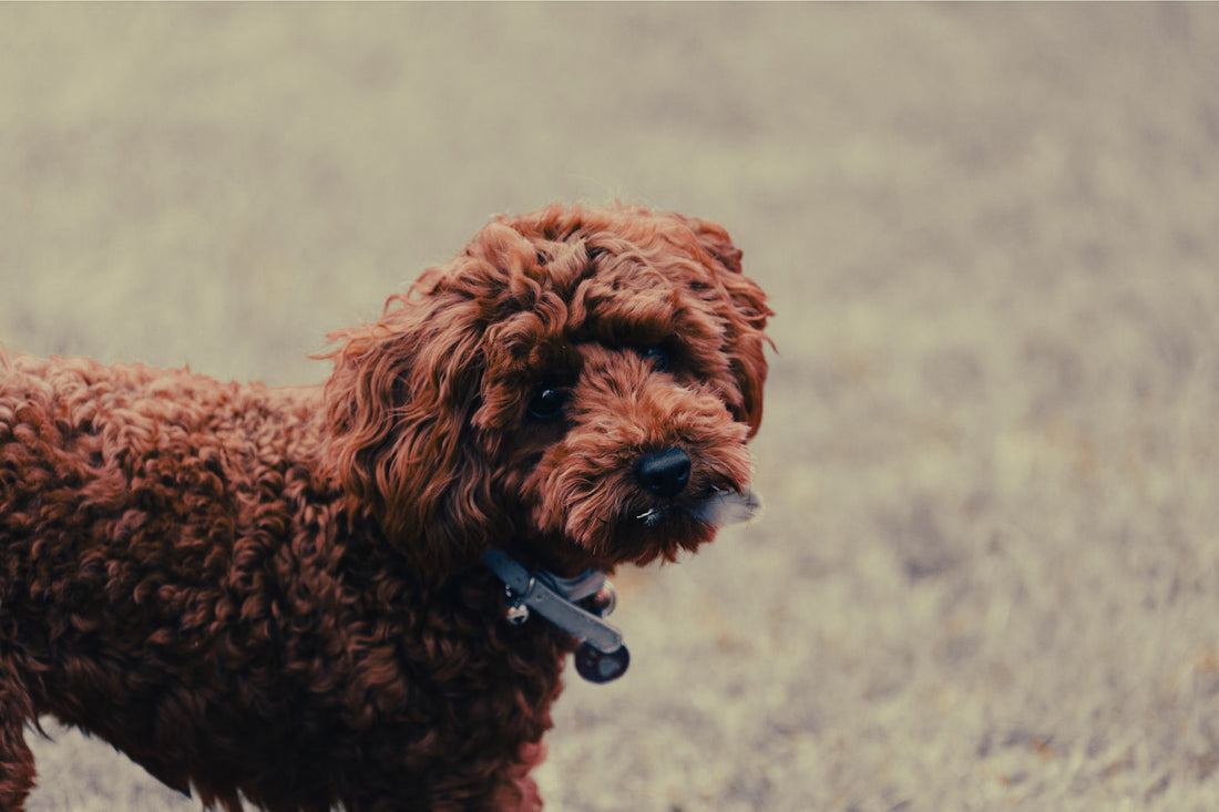 Australian Cobberdog: Breed Guide — Temperament, Care & Fun Facts