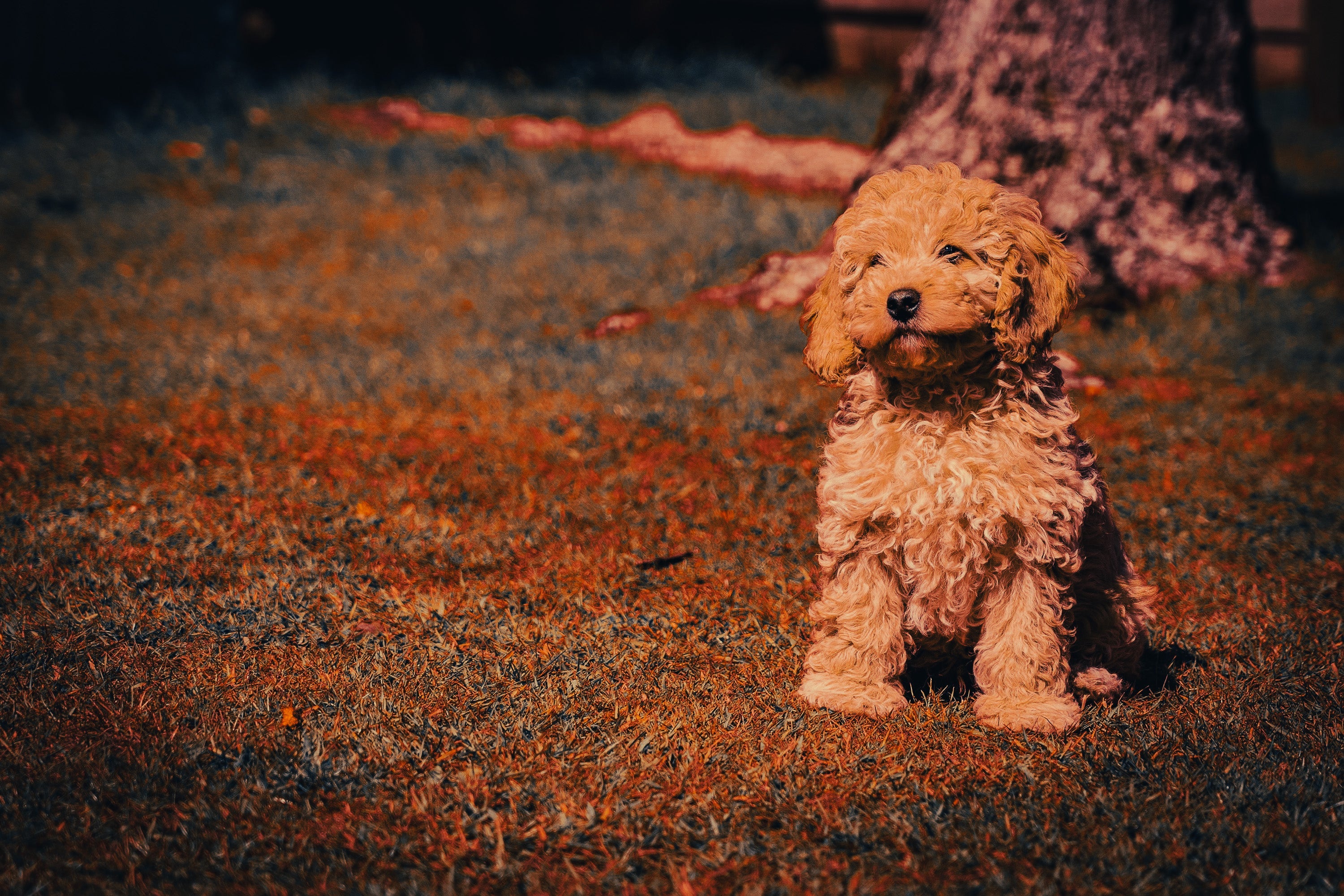 Cockapoo: Breed Guide — Temperament, Care & Fun Facts