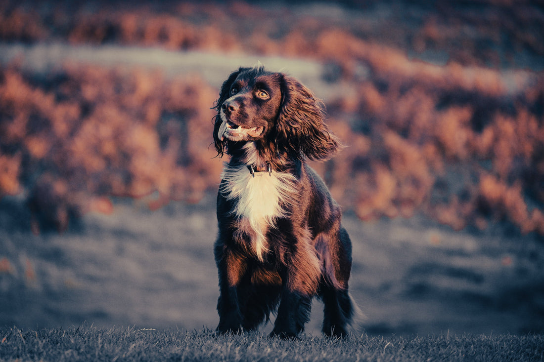 Cocker Spaniel: Breed Guide — Temperament, Care & Fun Facts