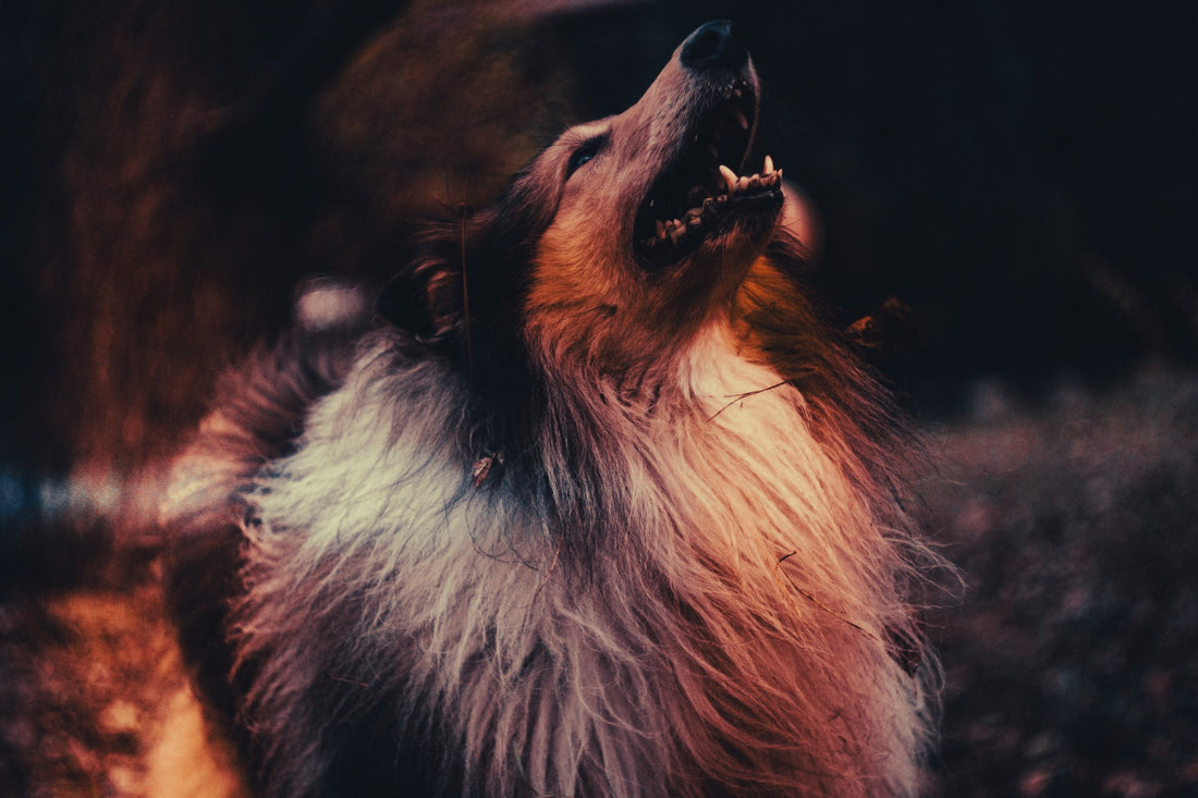 Collie: Breed Guide — Temperament, Care & Fun Facts