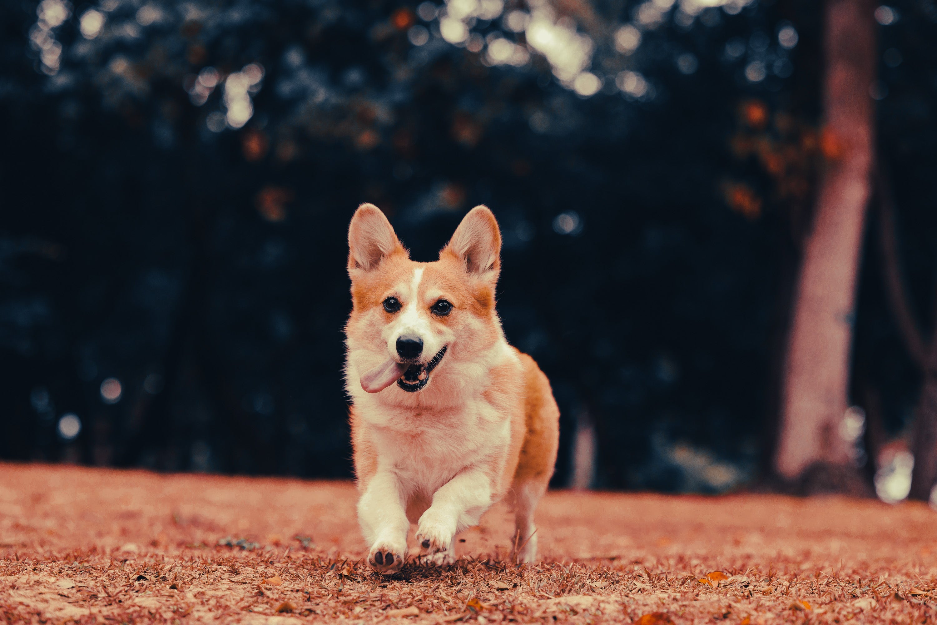 Corgi: Breed Guide — Temperament, Care & Fun Facts