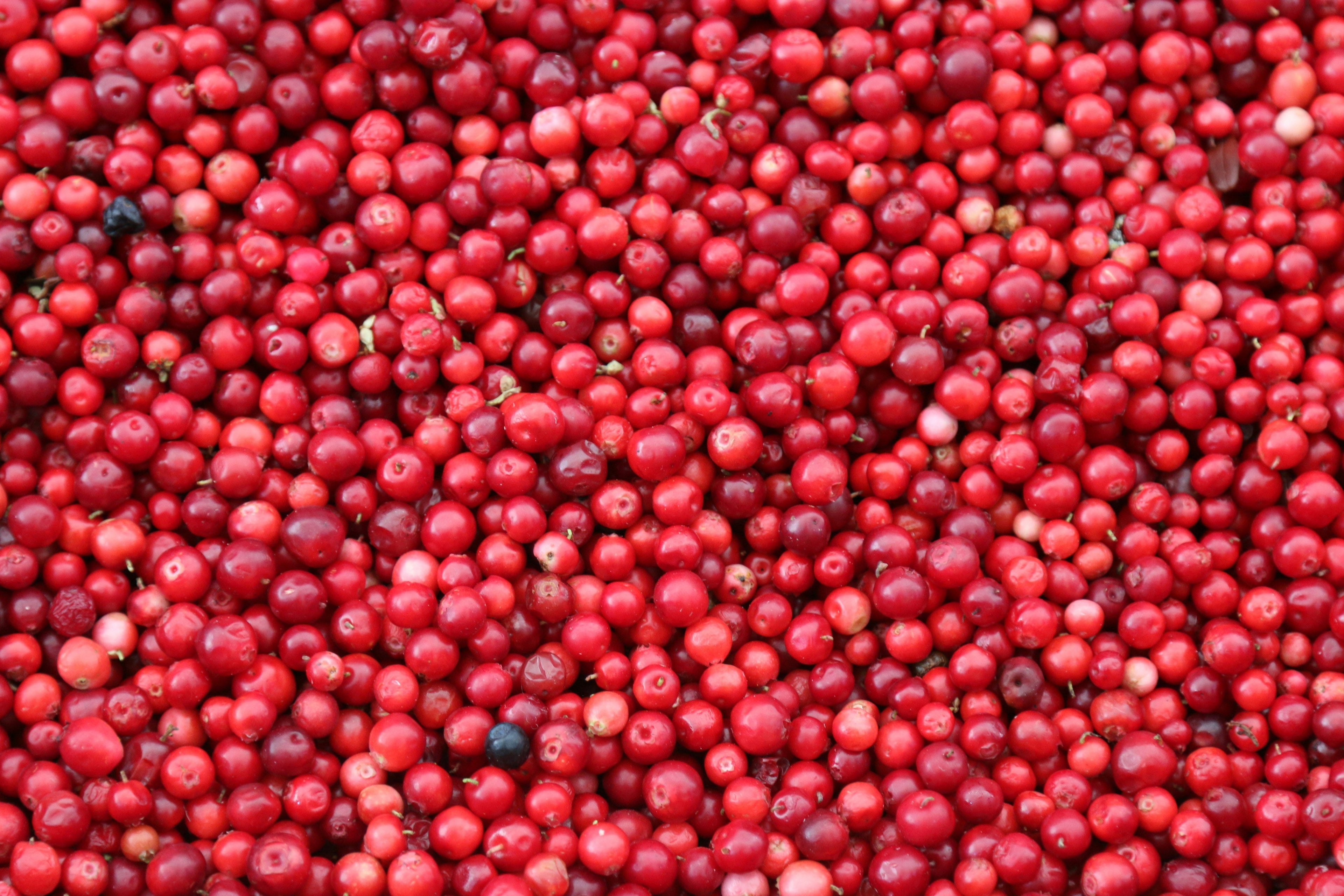 Cranberry & Mint Breath Freshening Cookies