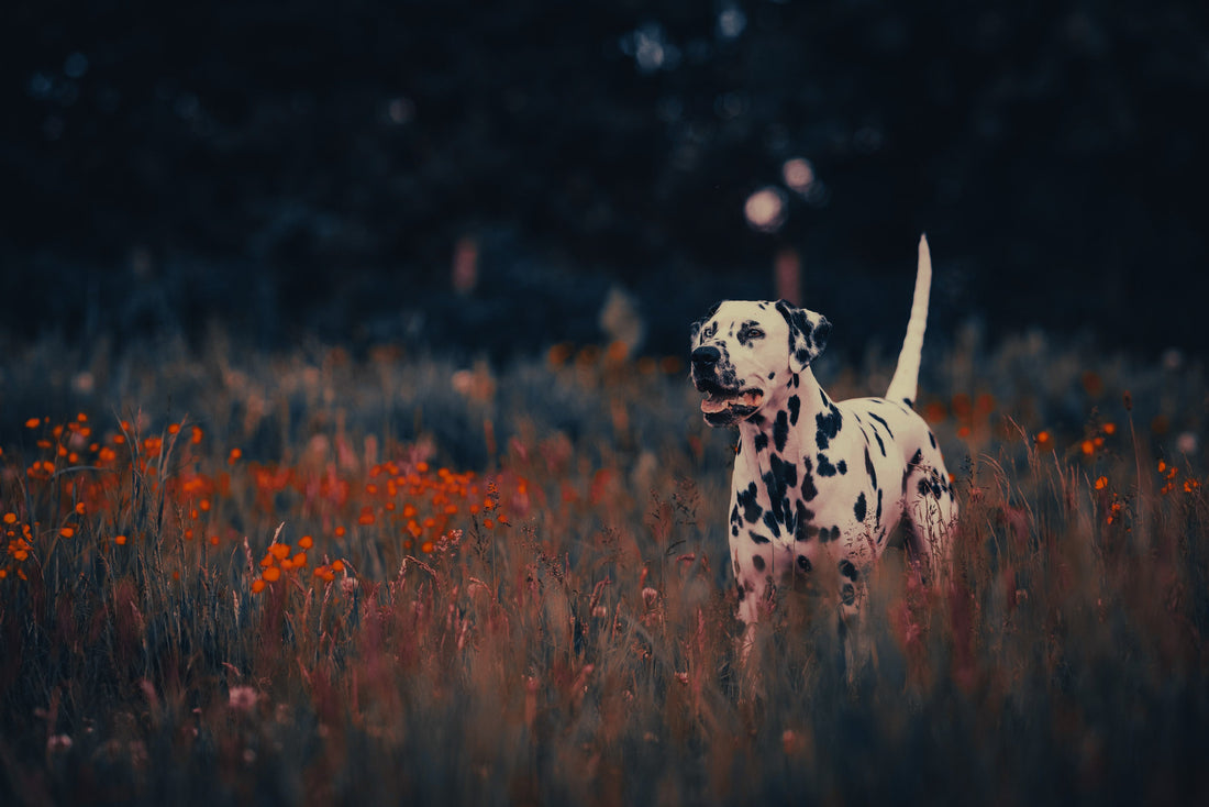 Dalmatian: Breed Guide — Temperament, Care & Fun Facts