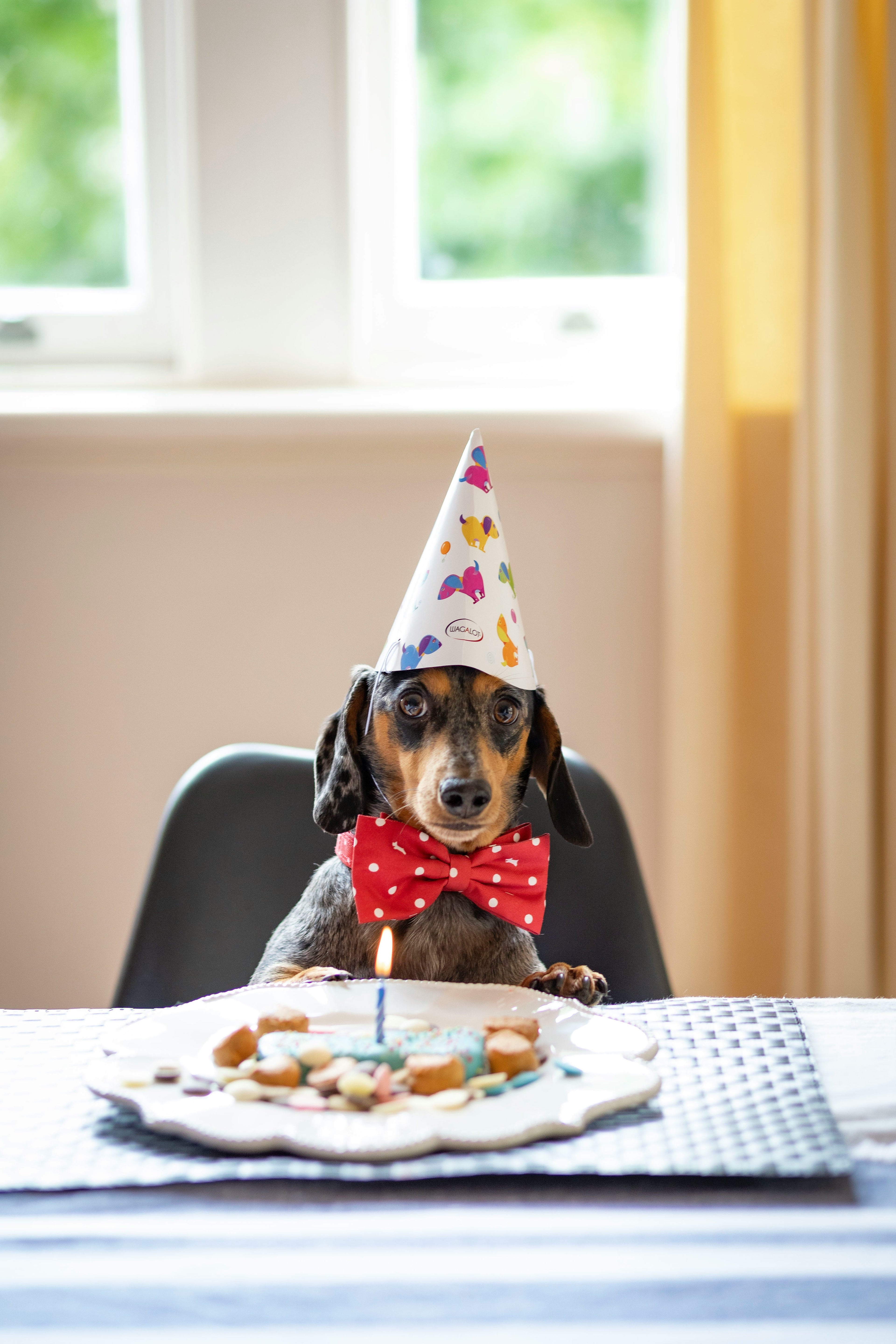 Doggy Birthday Cake