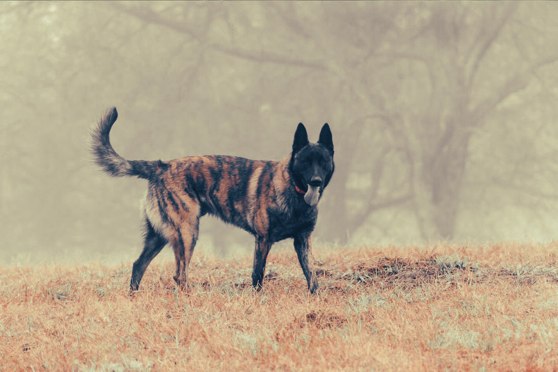 Dutch Shepherd: Breed Guide — Temperament, Care & Fun Facts