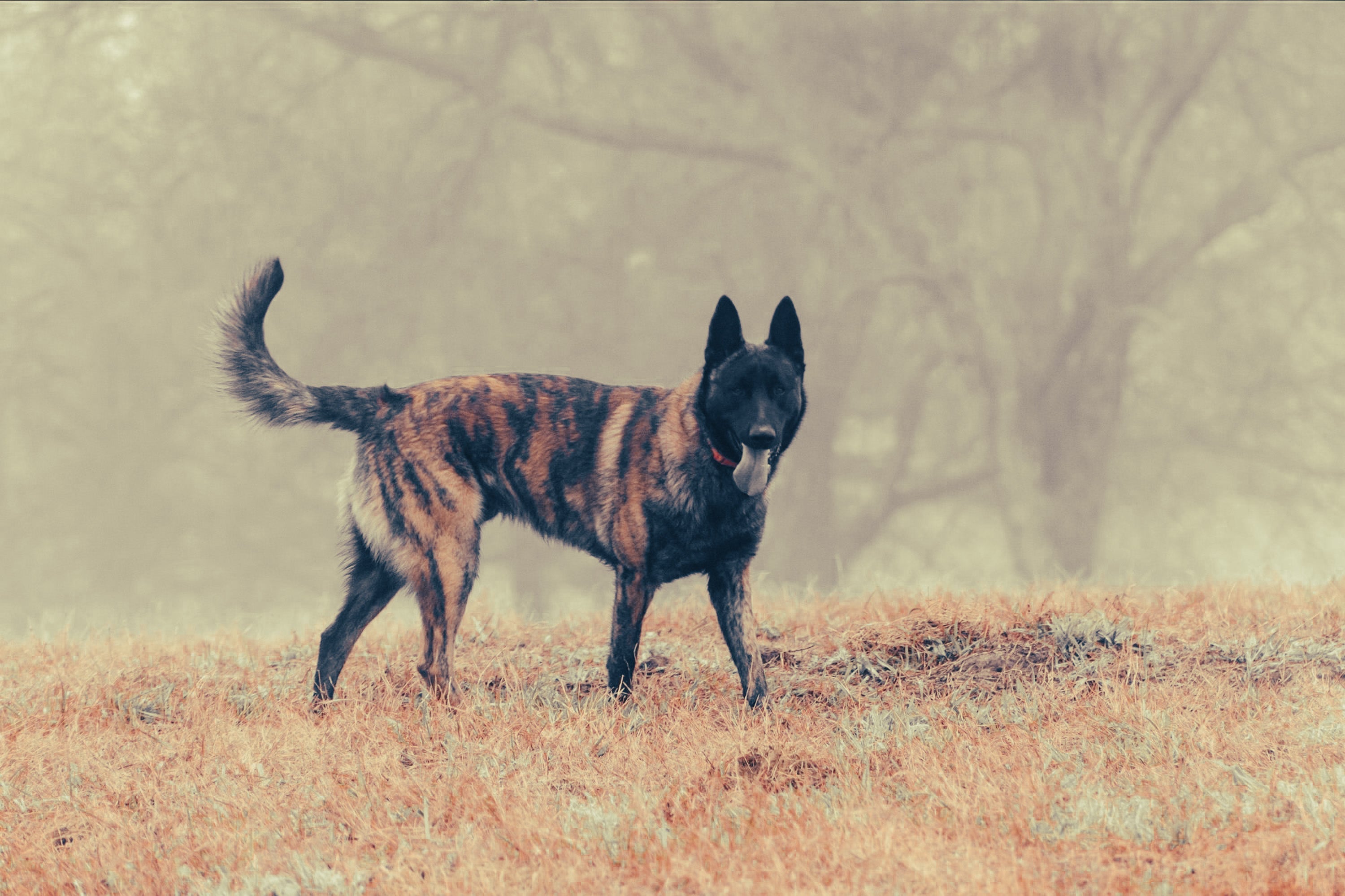 Dutch Shepherd: Breed Guide — Temperament, Care & Fun Facts