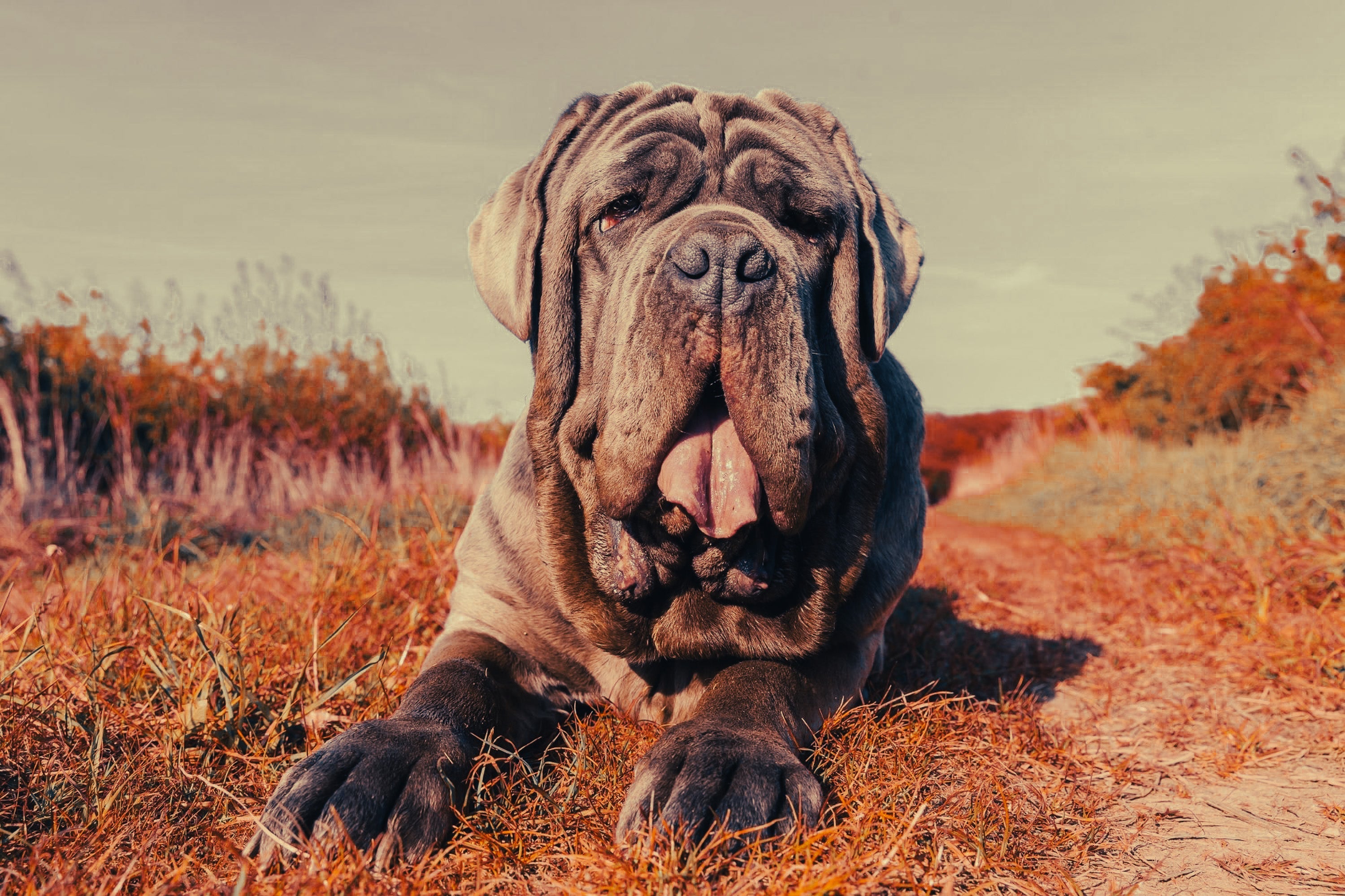 English Mastiff: Breed Guide — Temperament, Care & Fun Facts