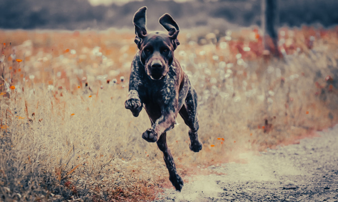 English Pointer: Breed Guide — Temperament, Care & Fun Facts