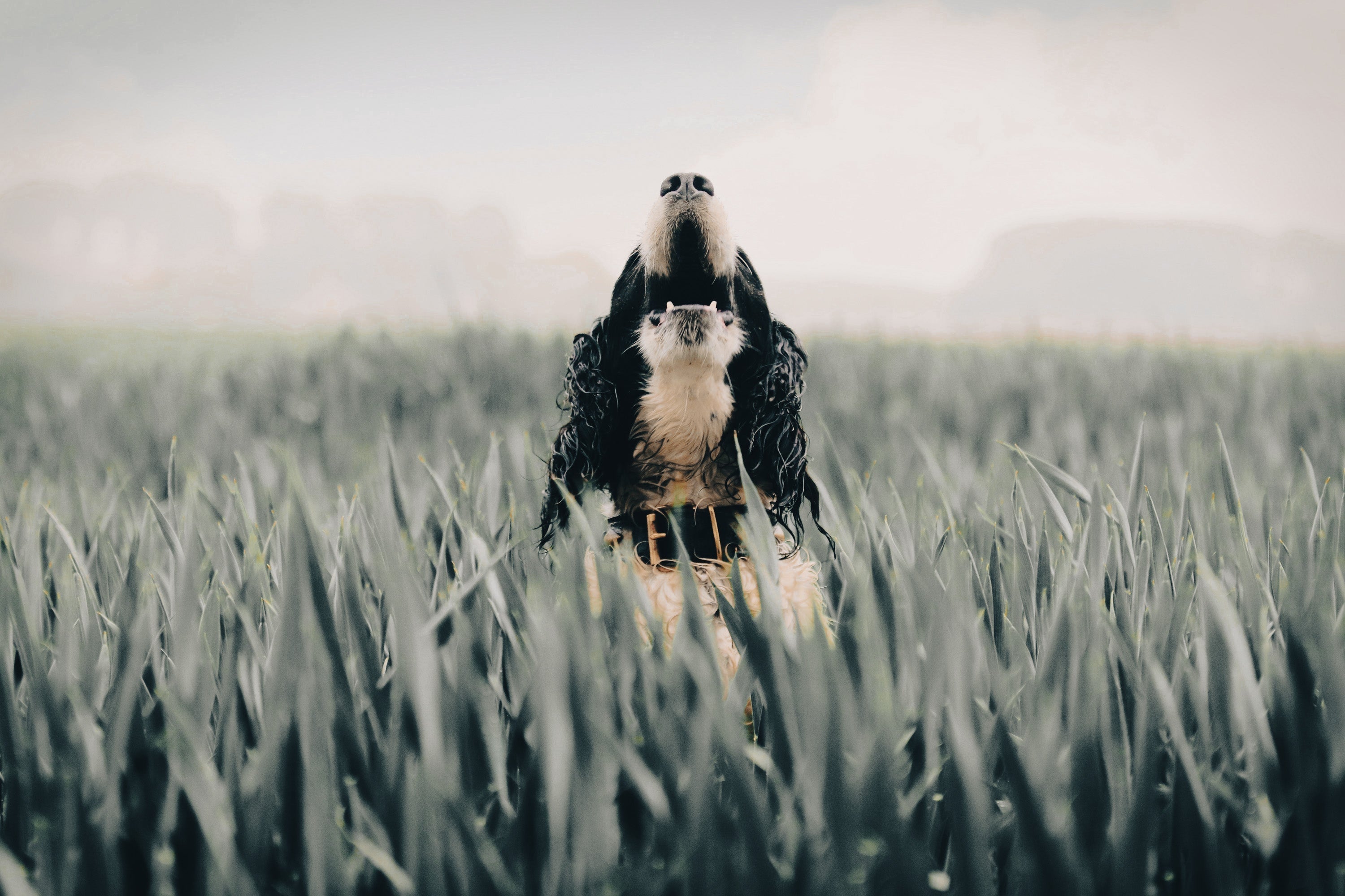 English Springer Spaniel: Breed Guide — Temperament, Care & Fun Facts