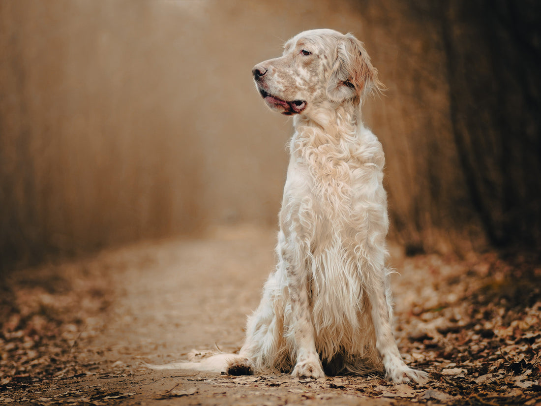 English Setter: Breed Guide — Temperament, Care & Fun Facts