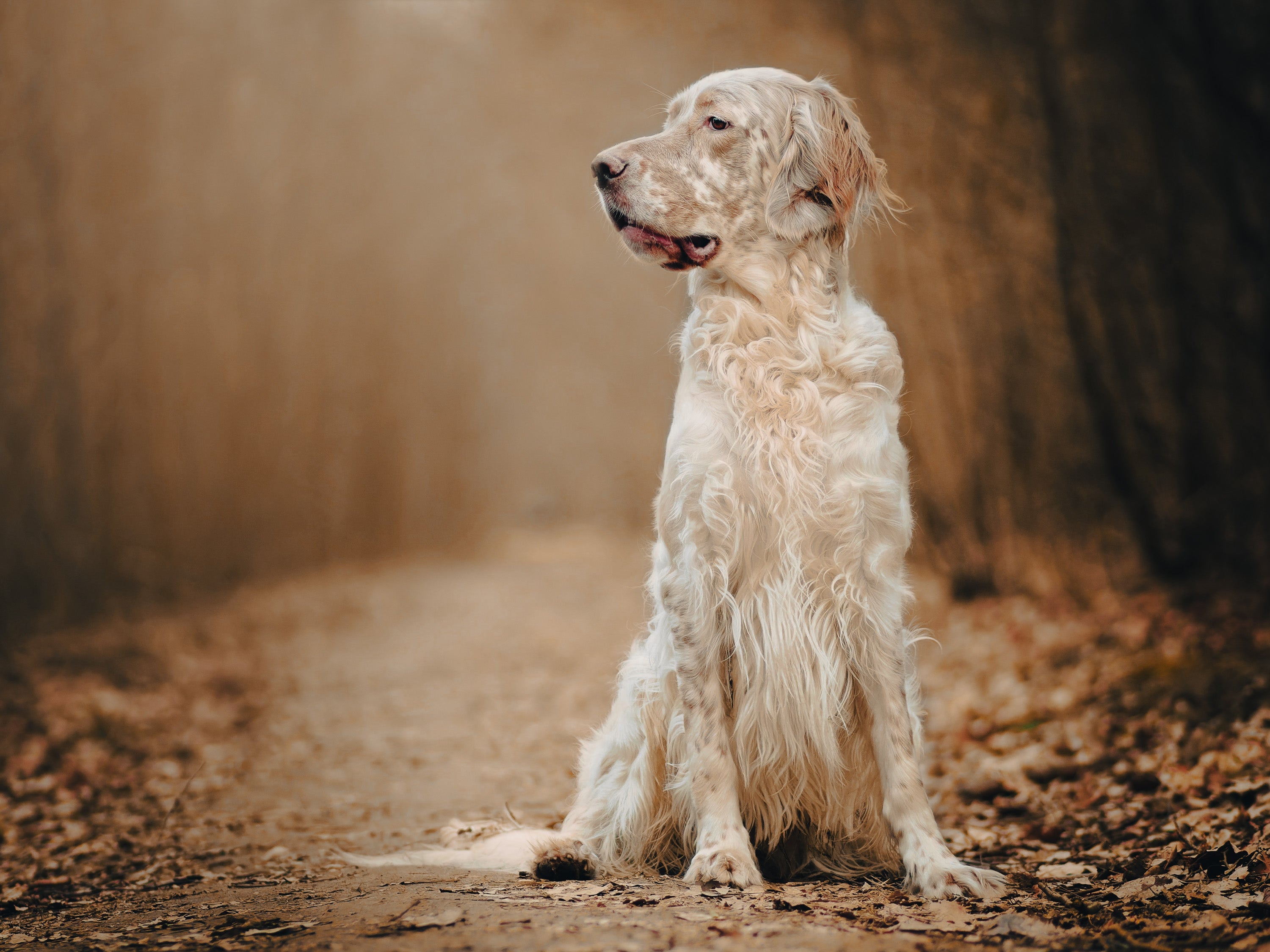 English Setter: Breed Guide — Temperament, Care & Fun Facts