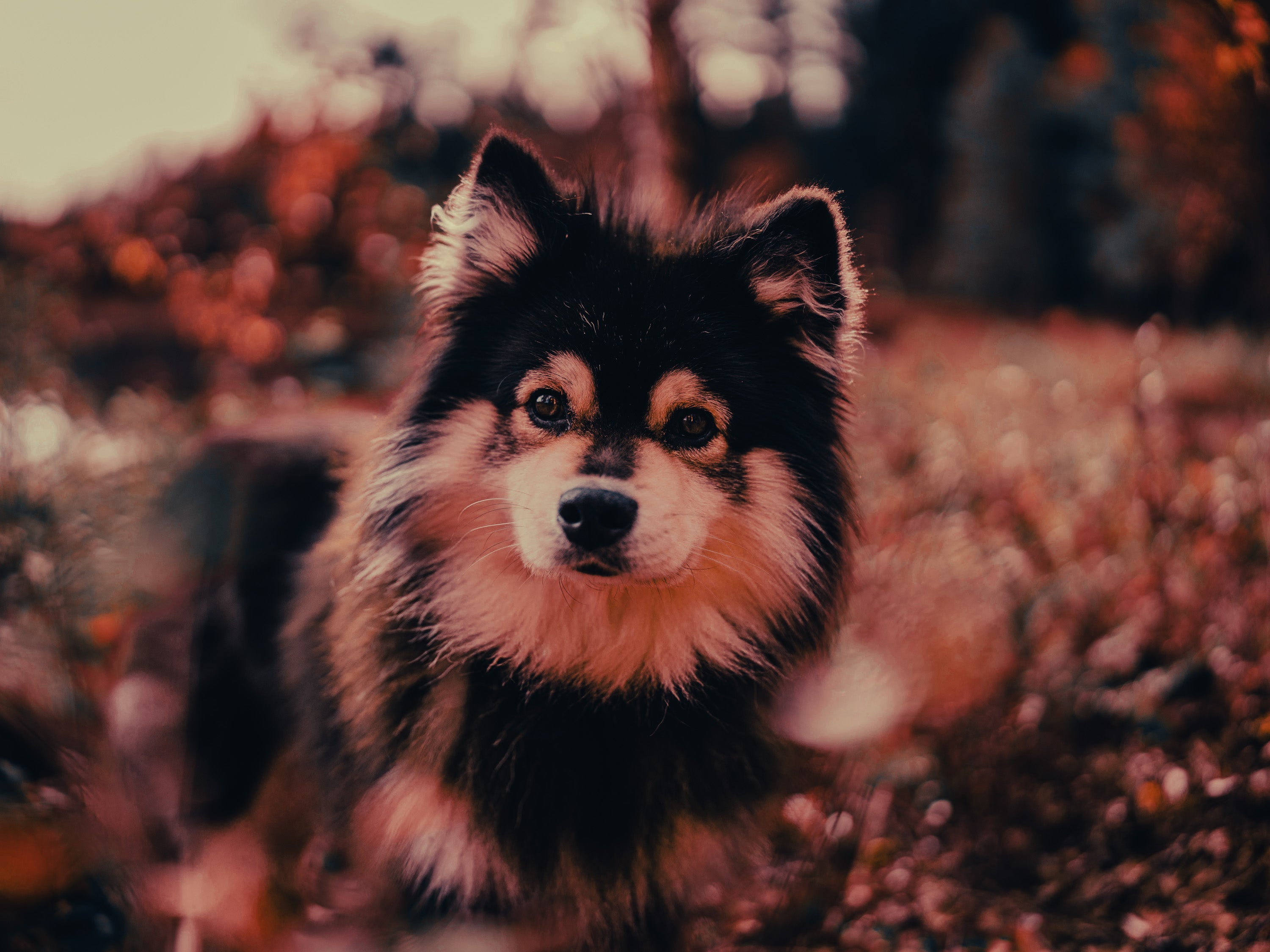 Finnish Lapphund: Breed Guide — Temperament, Care & Fun Facts
