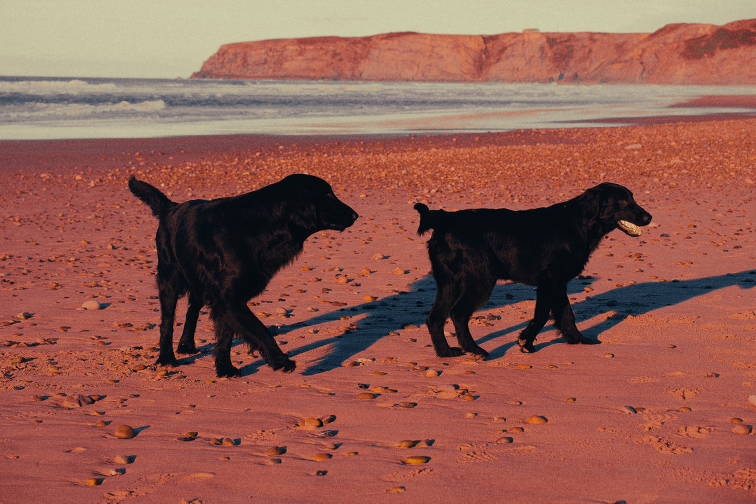 Flat Coated Retriever: Breed Guide — Temperament, Care & Fun Facts