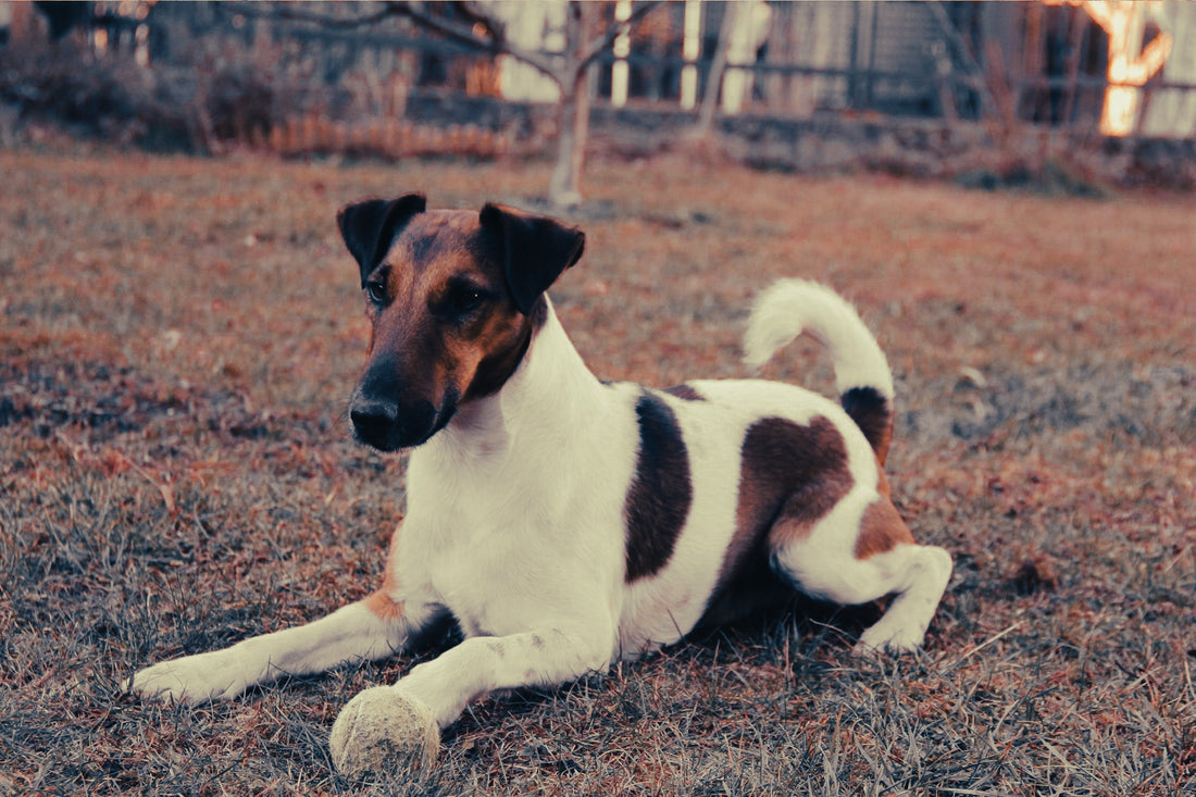 Fox Terrier: Breed Guide — Temperament, Care & Fun Facts