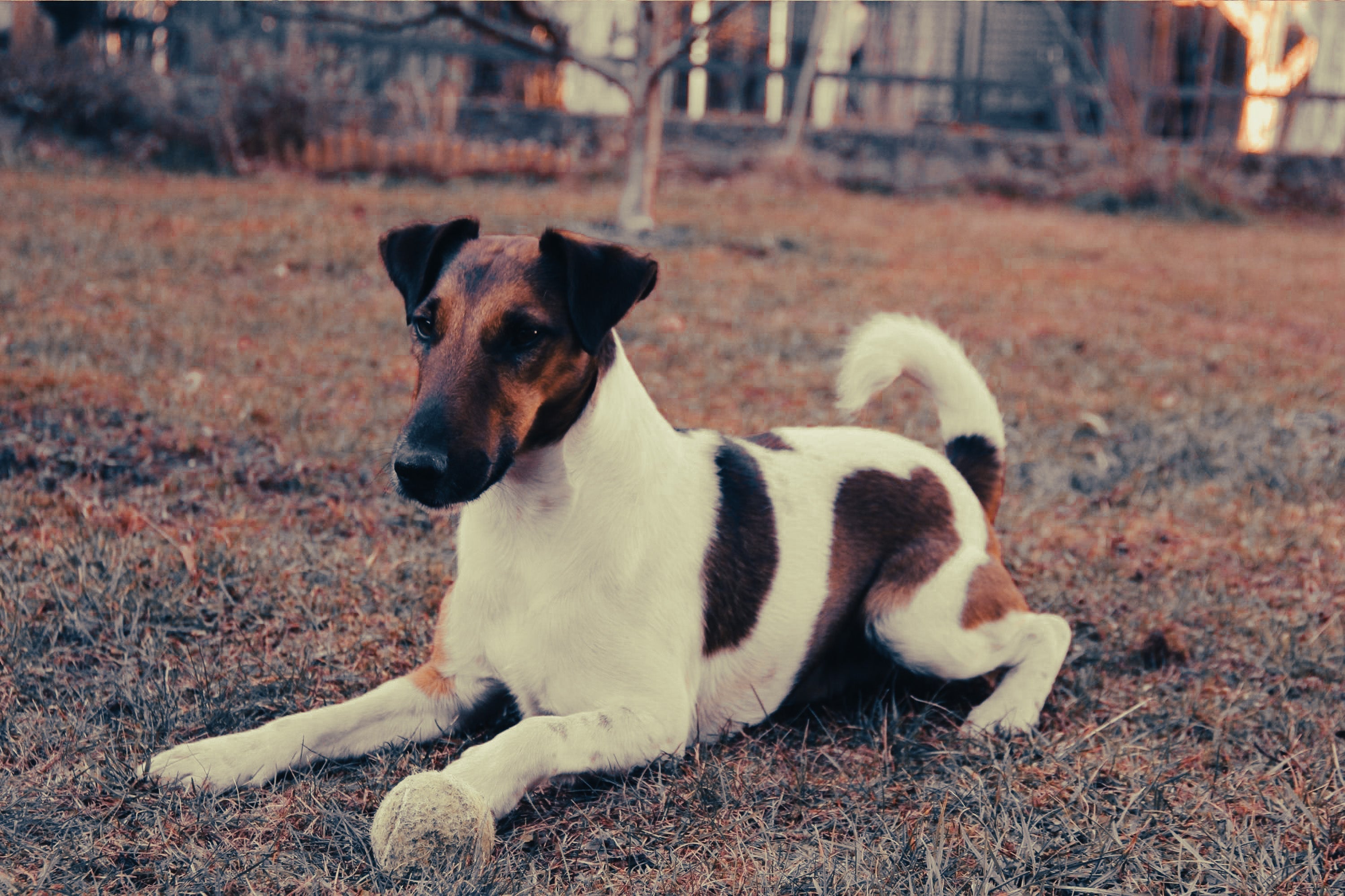 Fox Terrier: Breed Guide — Temperament, Care & Fun Facts