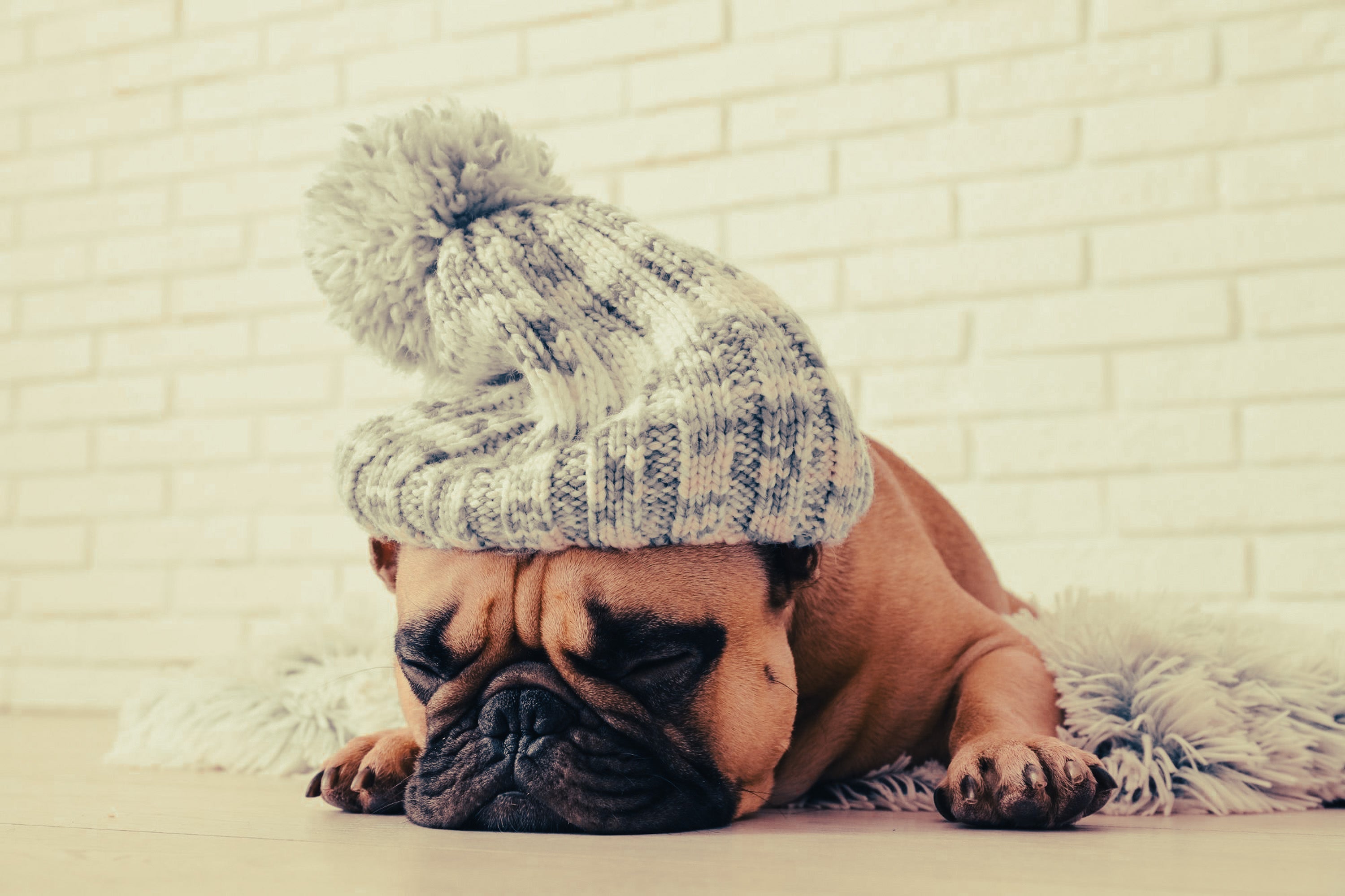 French Bulldog: Breed Guide — Temperament, Care & Fun Facts