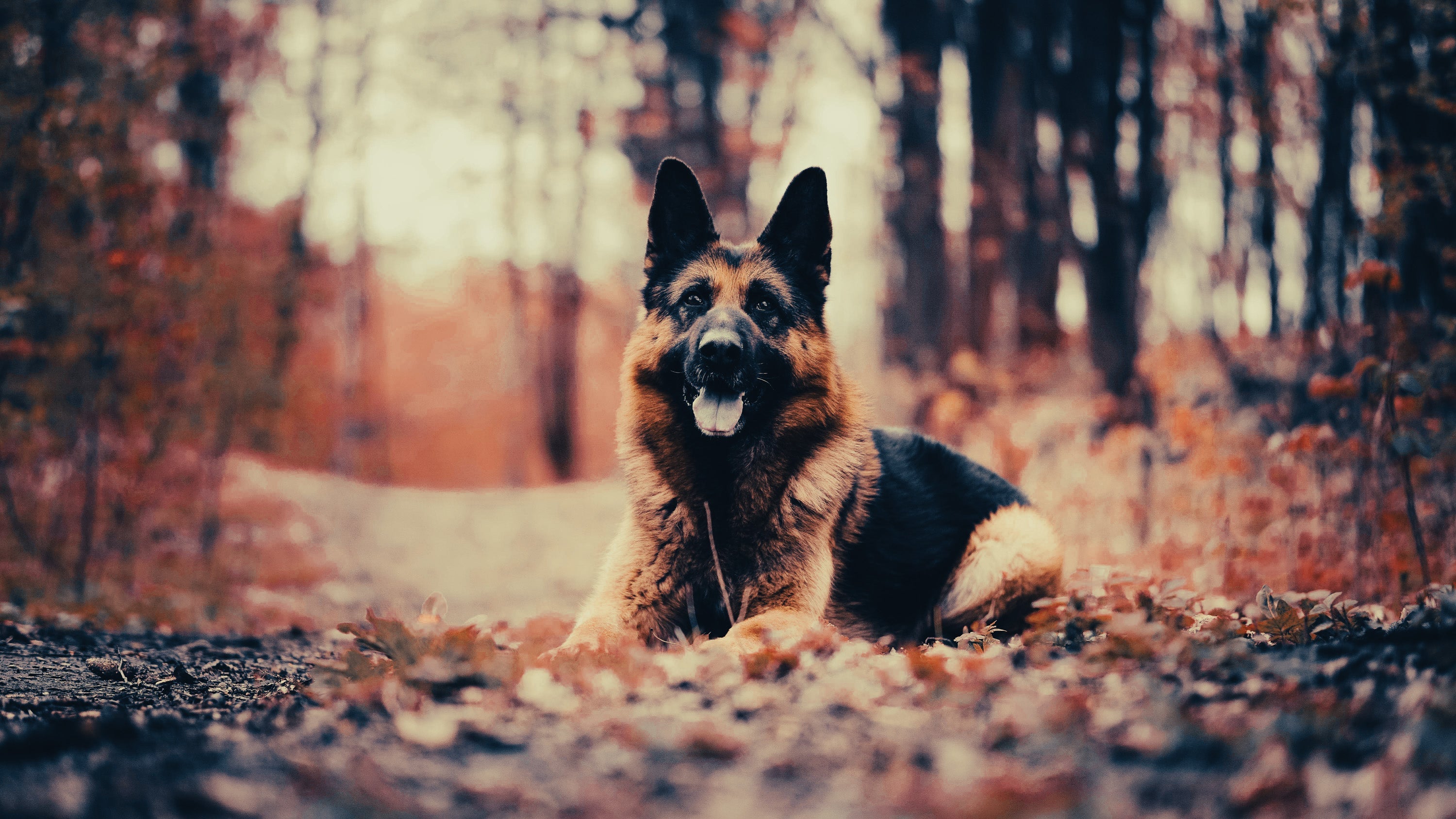 German Shepherd: Breed Guide — Temperament, Care & Fun Facts