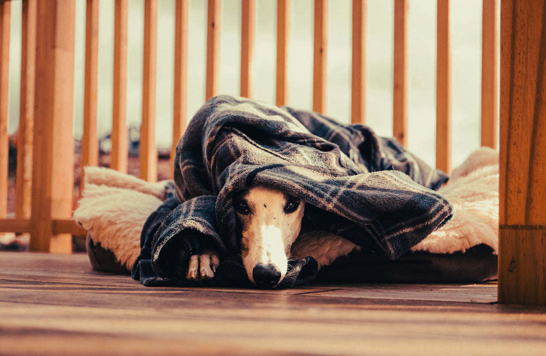 Greyhound: Breed Guide — Temperament, Care & Fun Facts