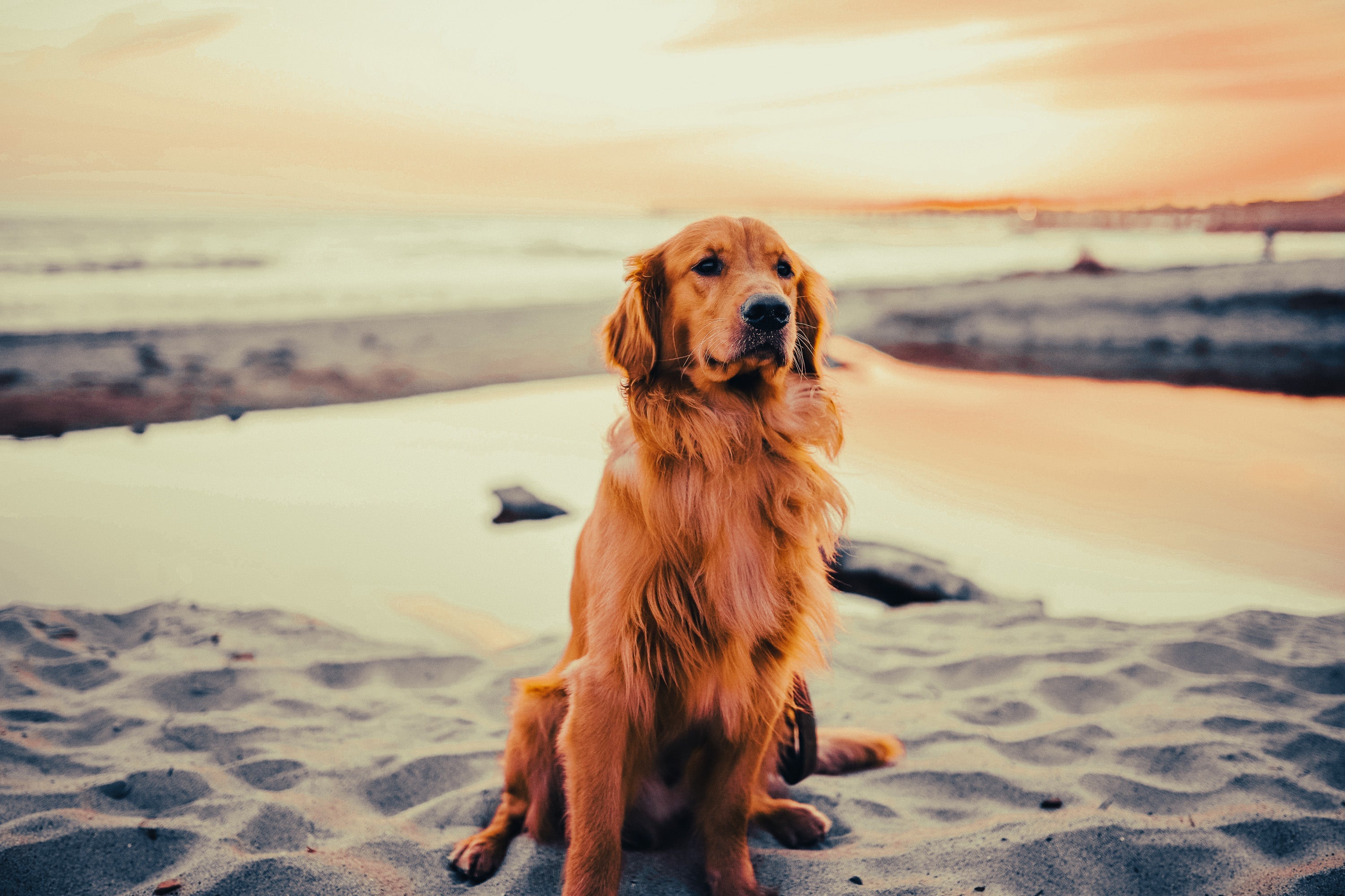Golden Retriever: Breed Guide — Temperament, Care & Fun Facts