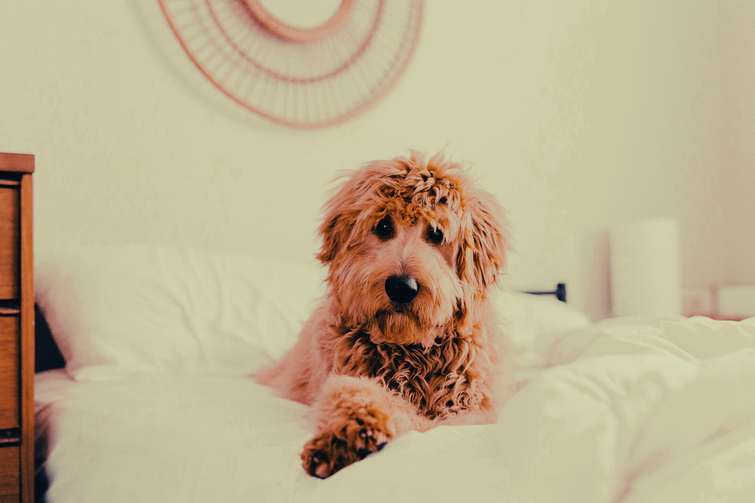 Goldendoodle: Breed Guide — Temperament, Care & Fun Facts