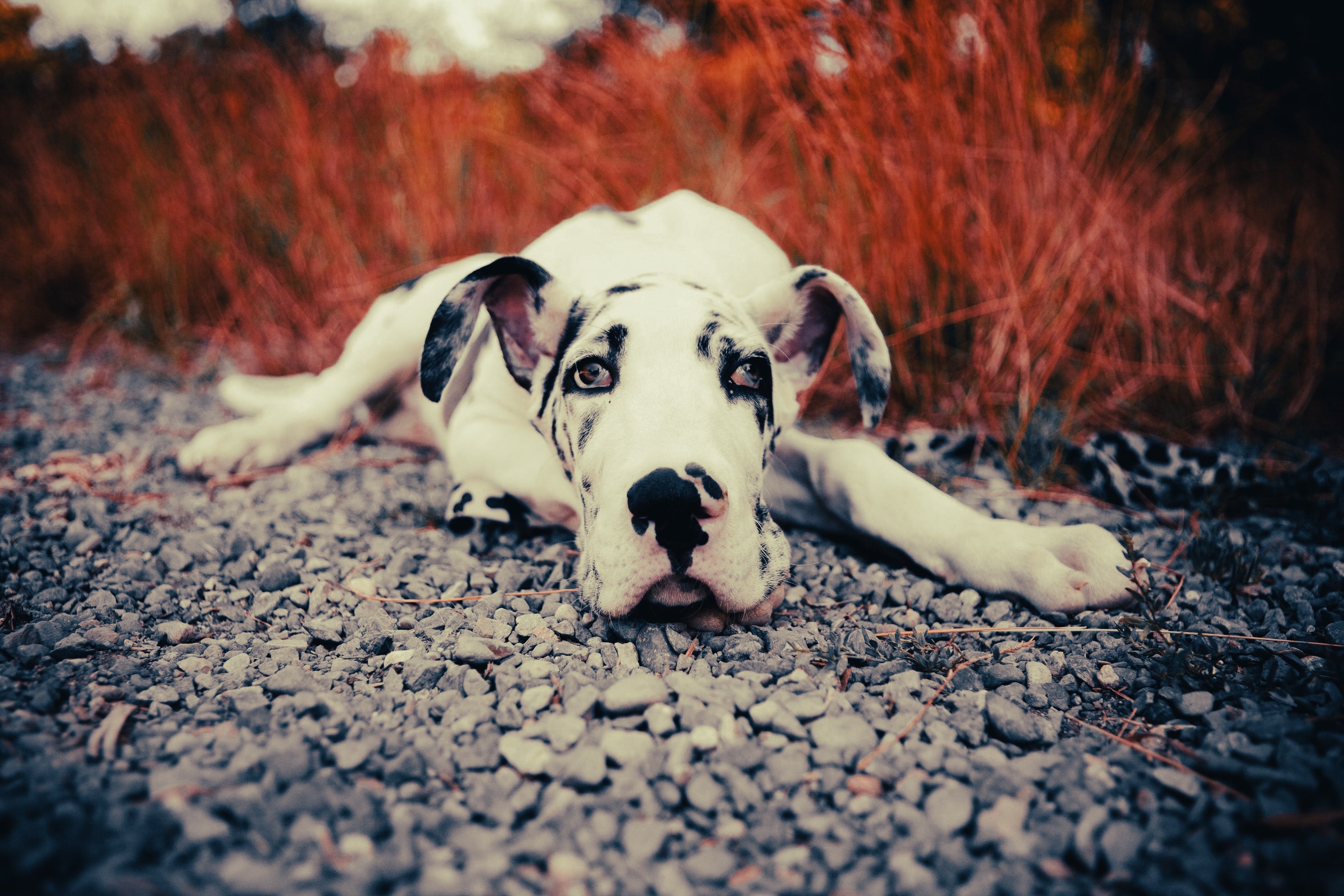 Great Dane: Breed Guide — Temperament, Care & Fun Facts