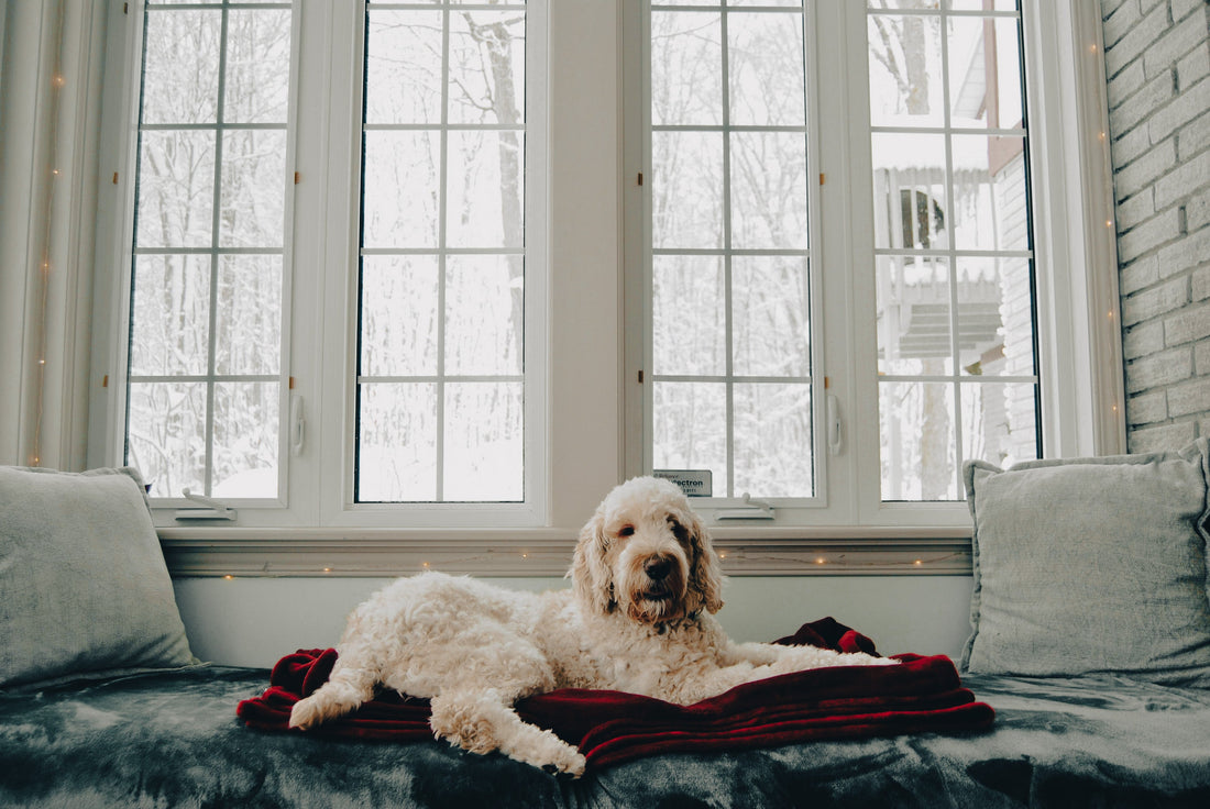 Groodle: Breed Guide — Temperament, Care & Fun Facts