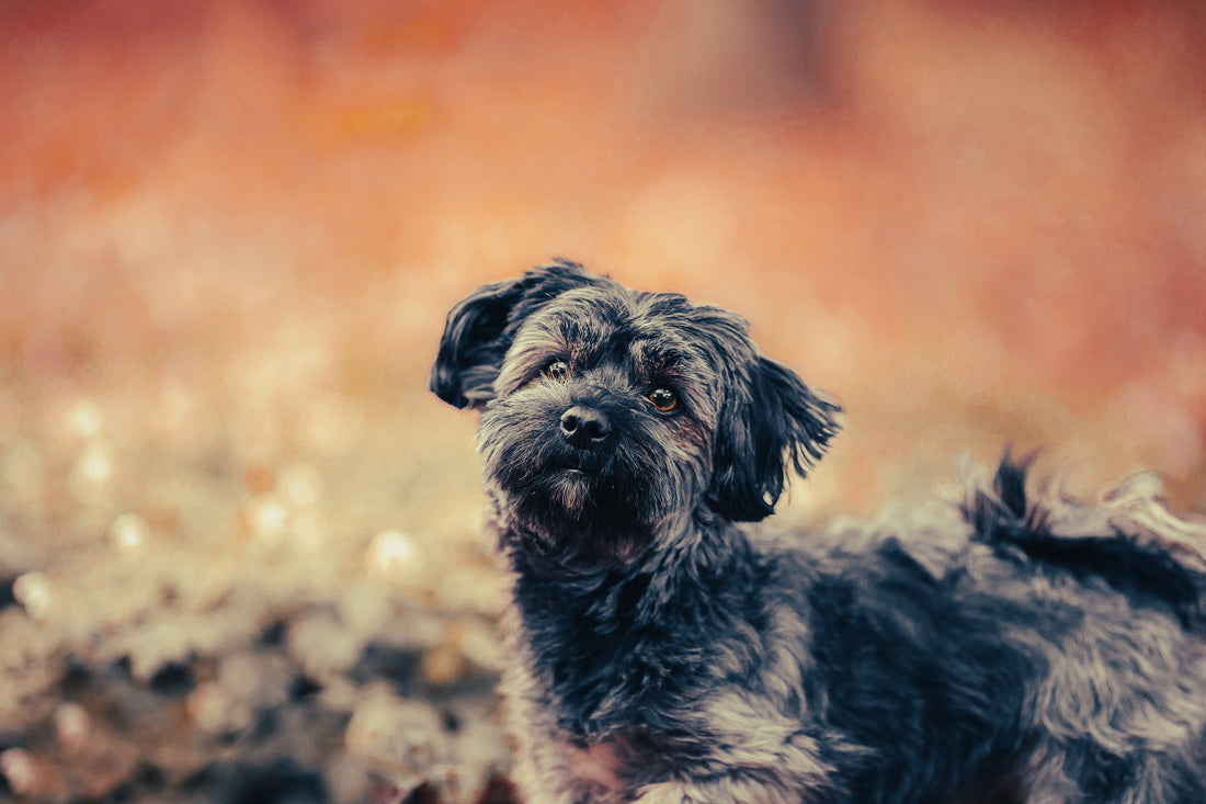 Havanese: Breed Guide — Temperament, Care & Fun Facts