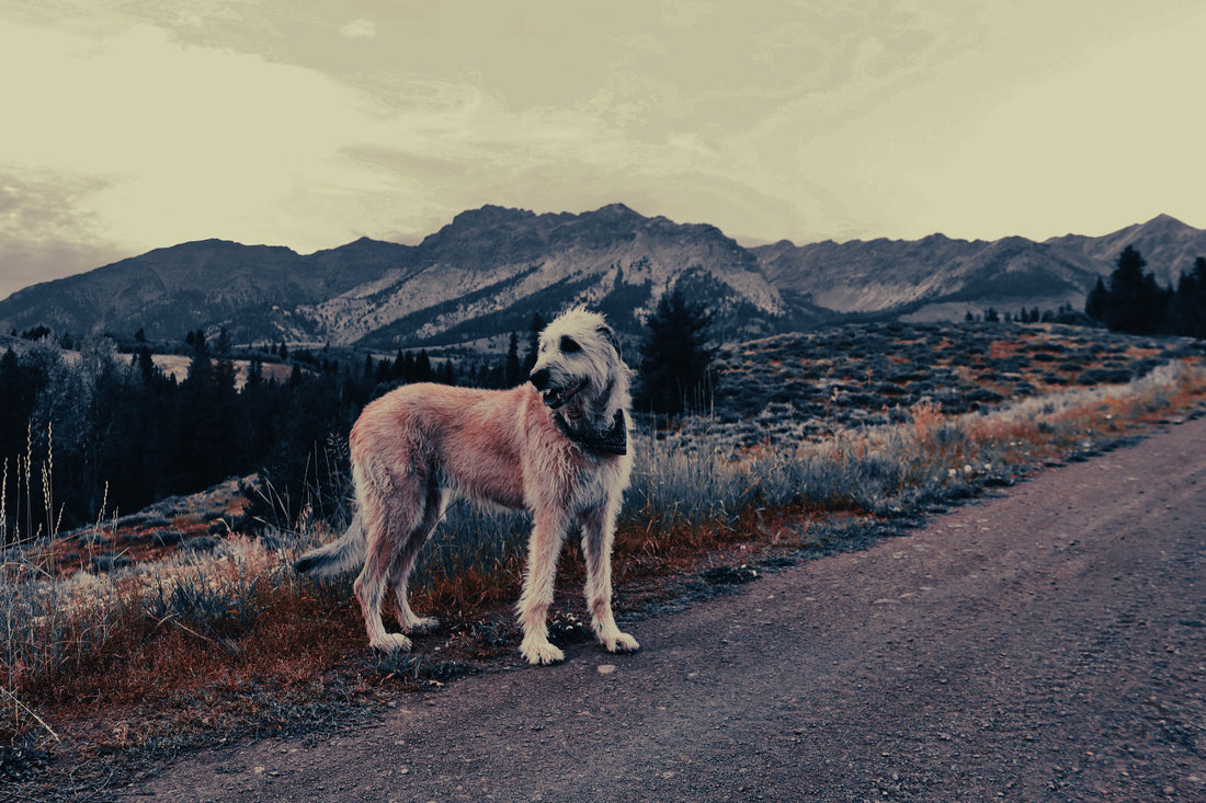 Irish Wolfhound: Breed Guide — Temperament, Care & Fun Facts
