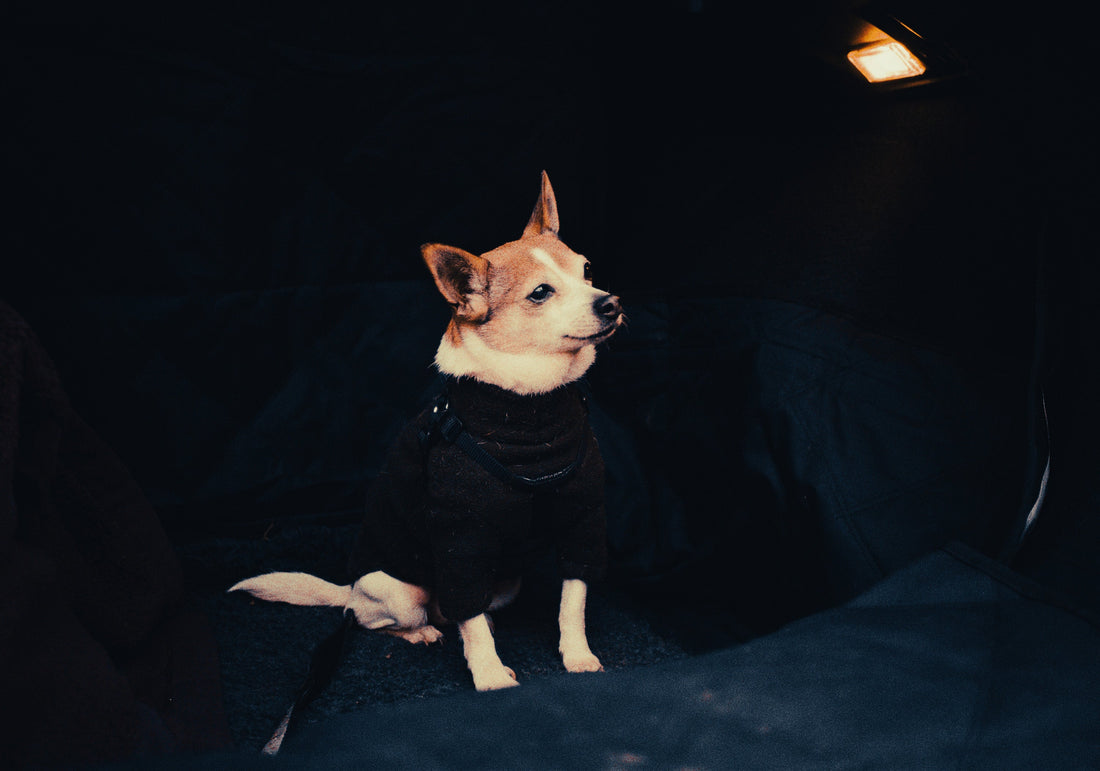 Jack Russell Terrier: Breed Guide — Temperament, Care & Fun Facts