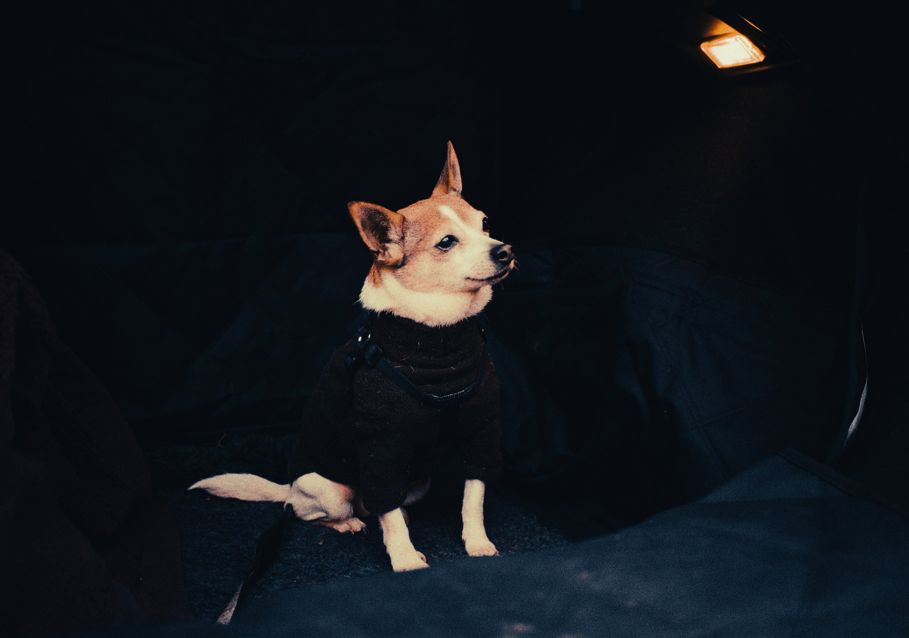 Jack Russell Terrier: Breed Guide — Temperament, Care & Fun Facts